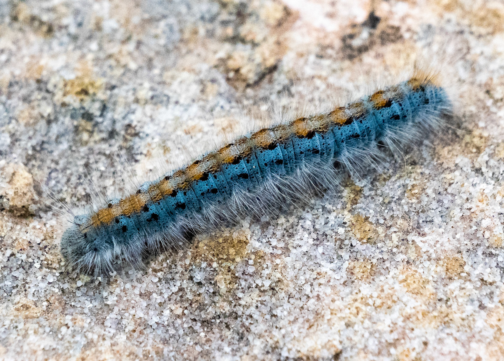 Caterpillars abound in spring