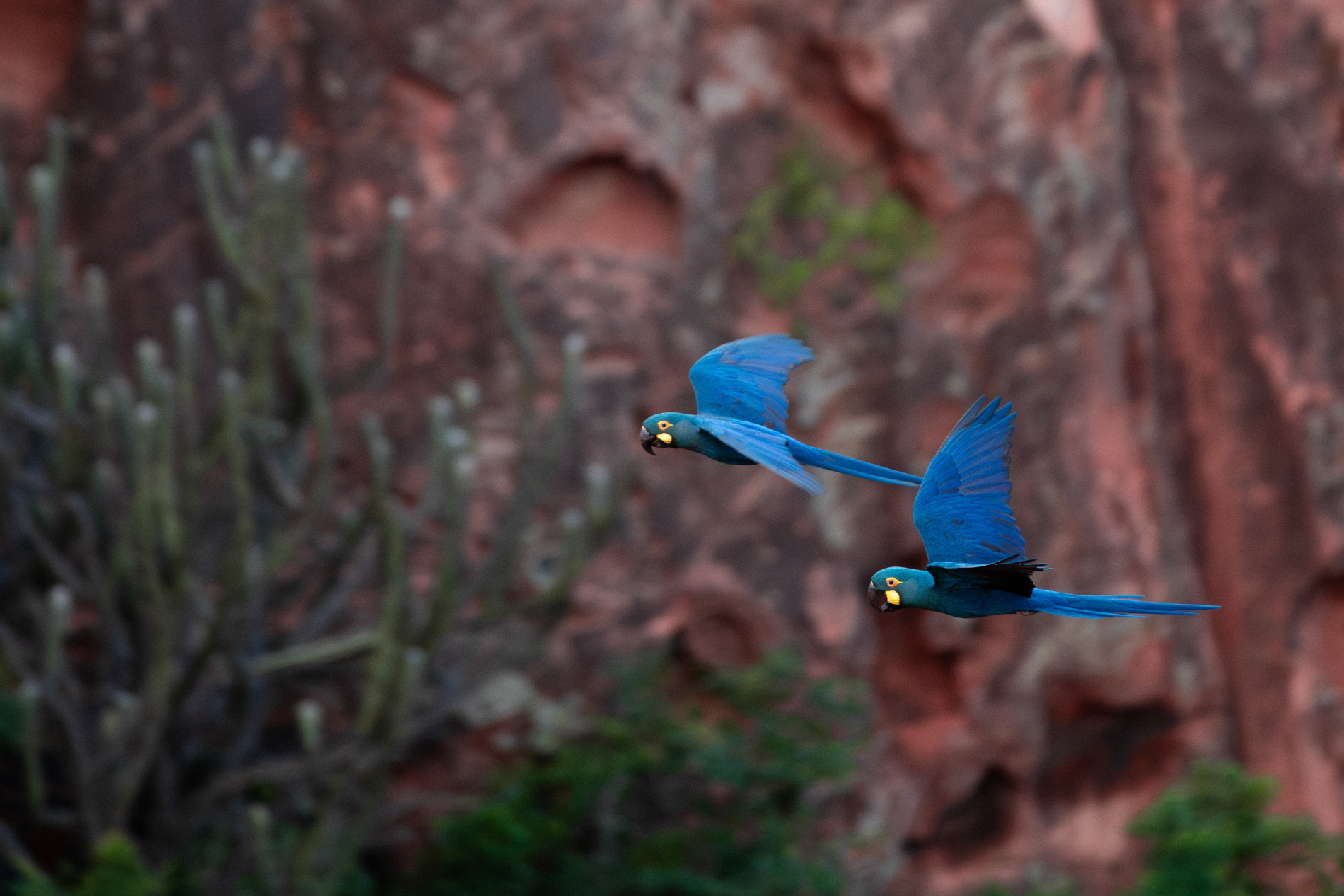 Duas araras do tipo arara-azul-de-lear (Anodorhynchus leari) são vistas em Canudos, no interior da Bahia, em janeiro de 2019. A espécie já foi considerada extinta 