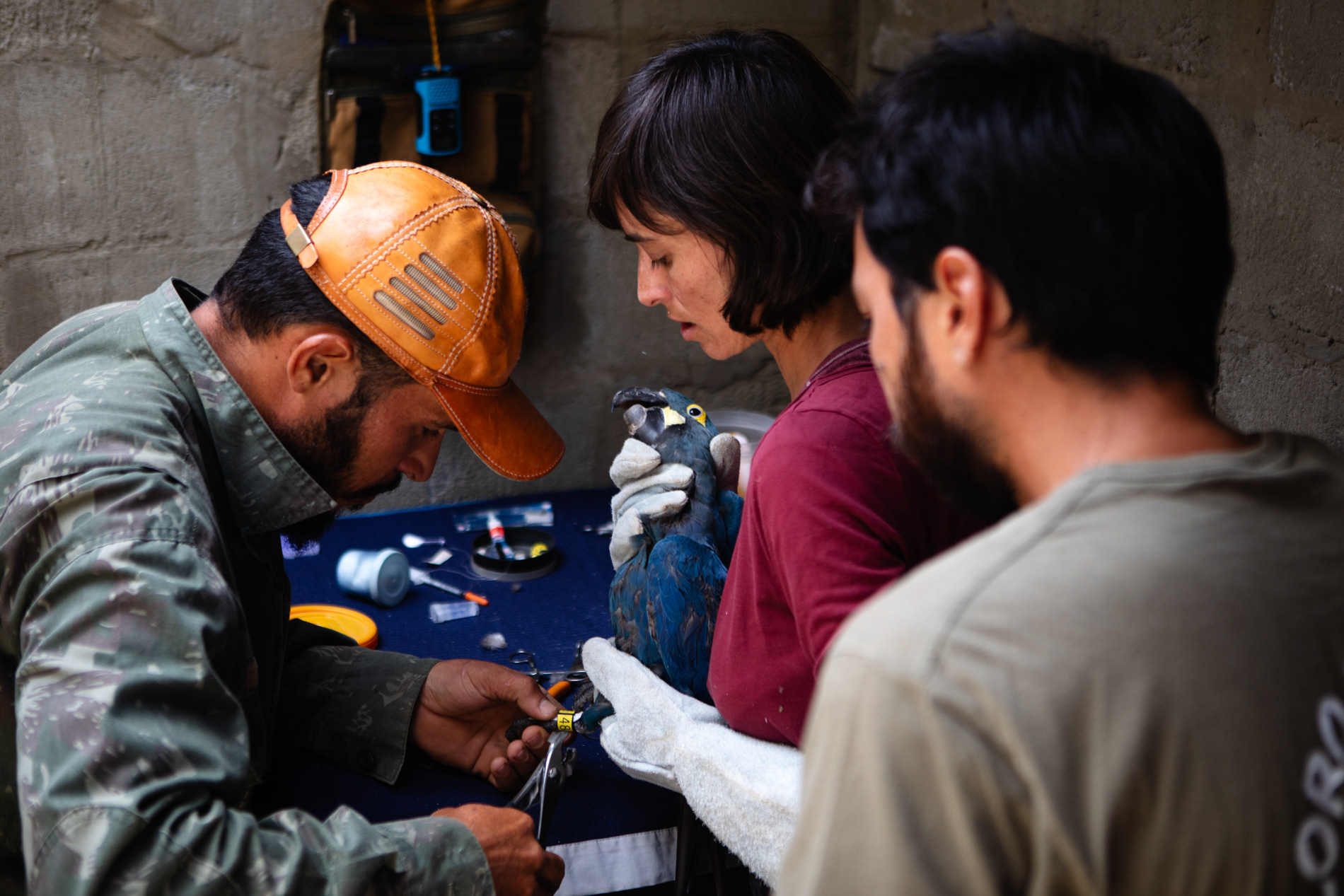 Pesquisadores cuidam de um exemplar da arara-azul-de-lear (Anodorhynchus leari) em Canudos, no interior da Bahia, em janeiro de 2019. A espécie já foi considerada extinta 