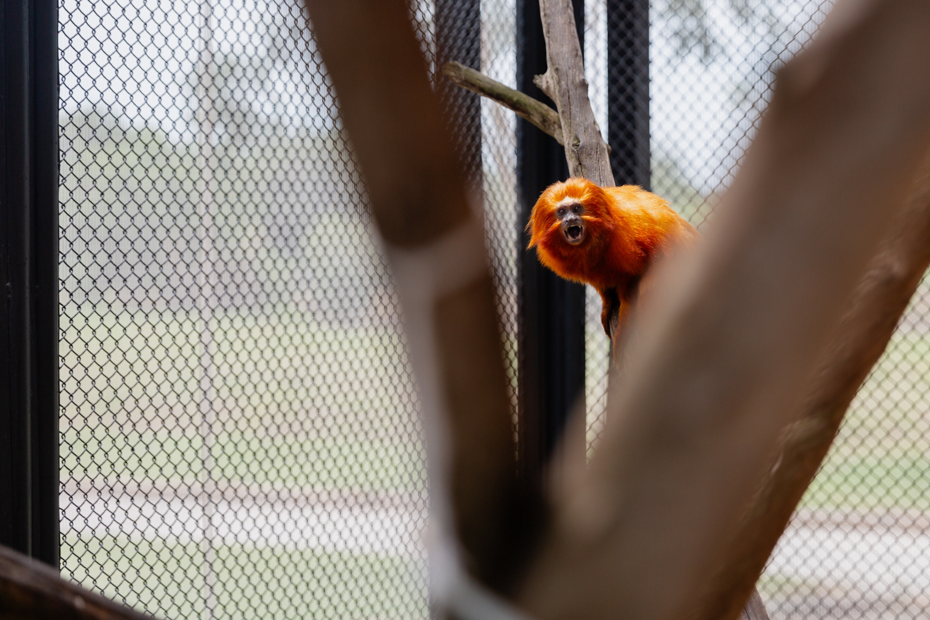 Um mico-leão-dourado é visto em criadouro em São Paulo, em fevereiro de 2019