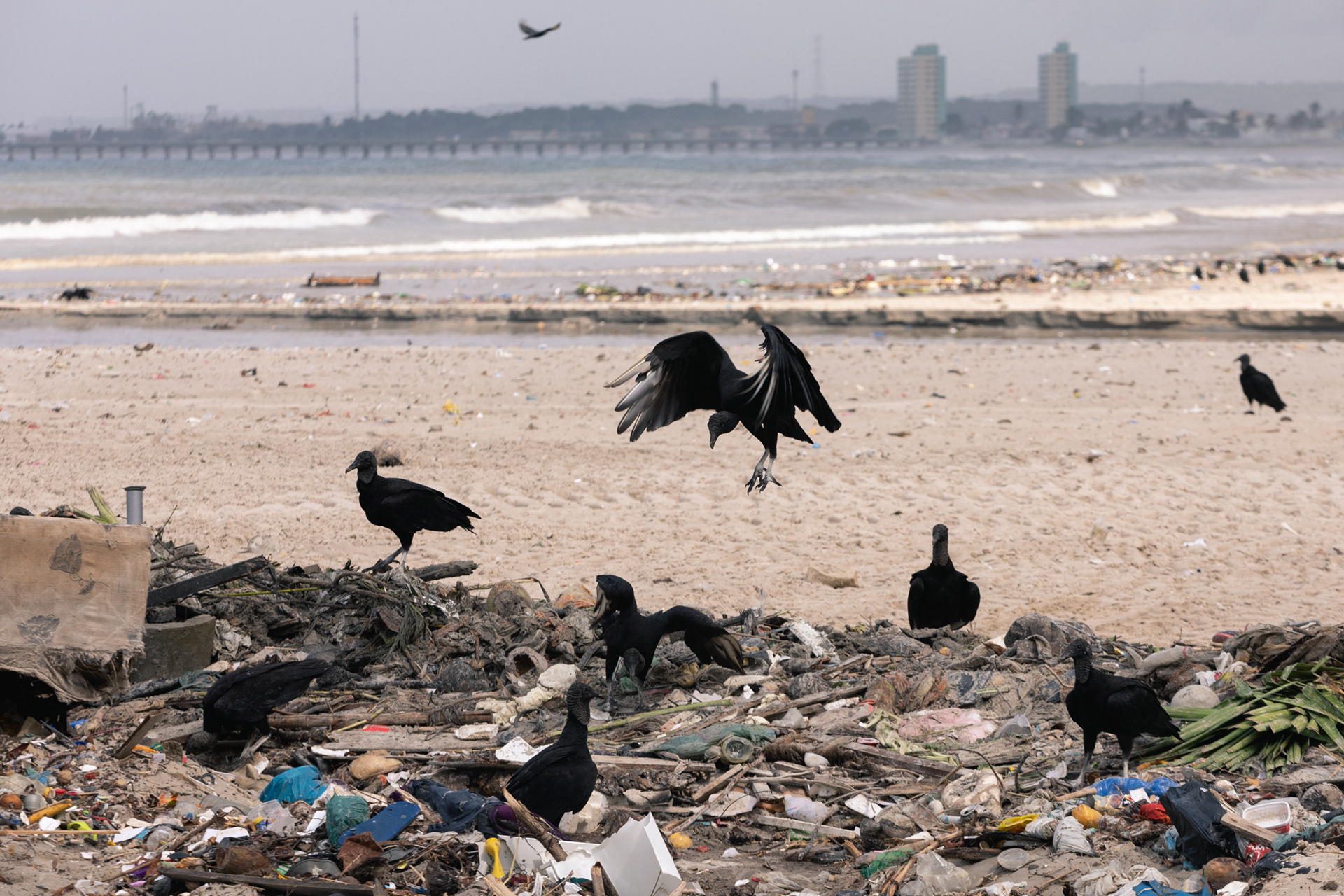Pássaros são vistos em lixo despejado na Praia da Avenida, em Maceió