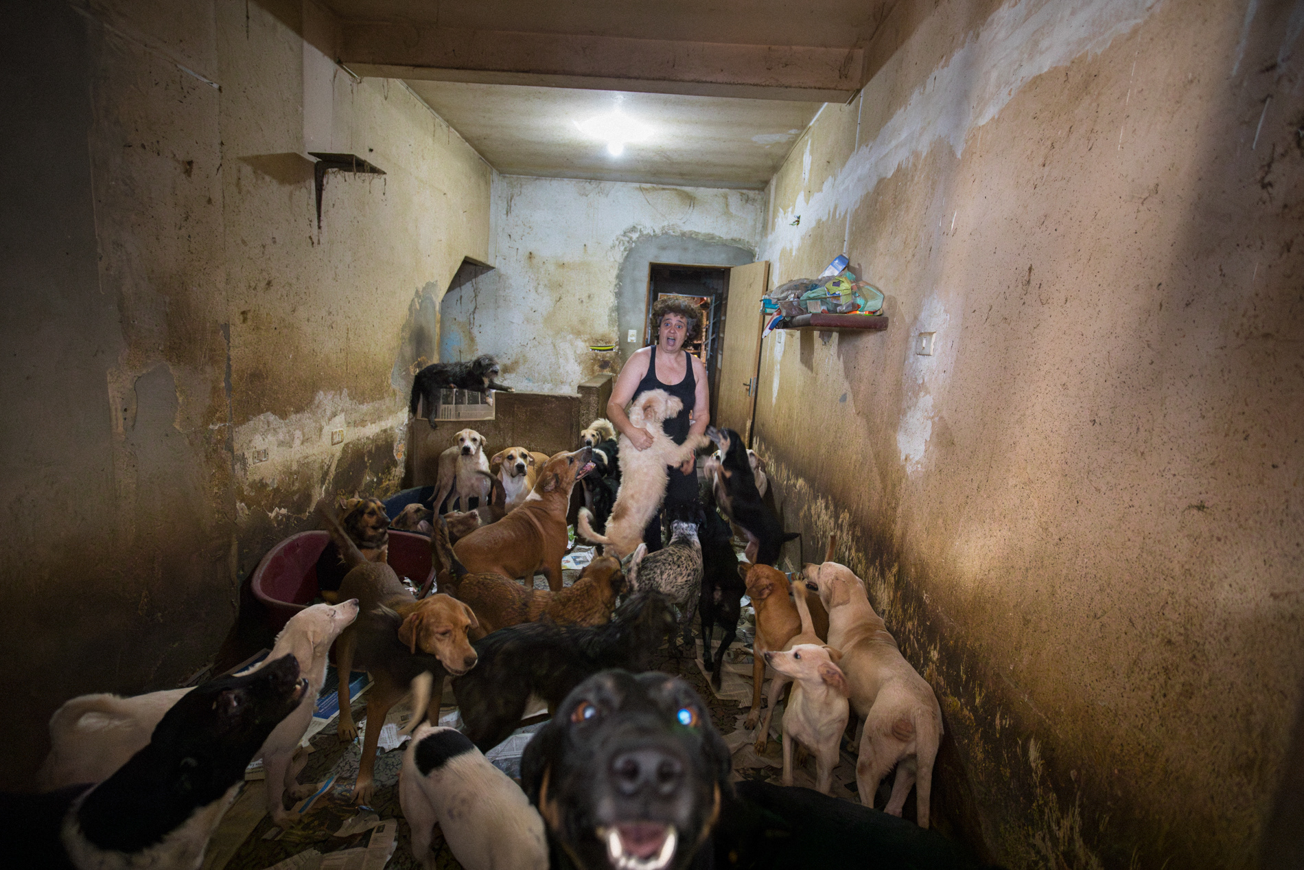 Rosângela de Abreu é vista com vários cachorros na sua casa em Moema, na Zona Sul de São Paulo, onde chegou a acolher 84 cães