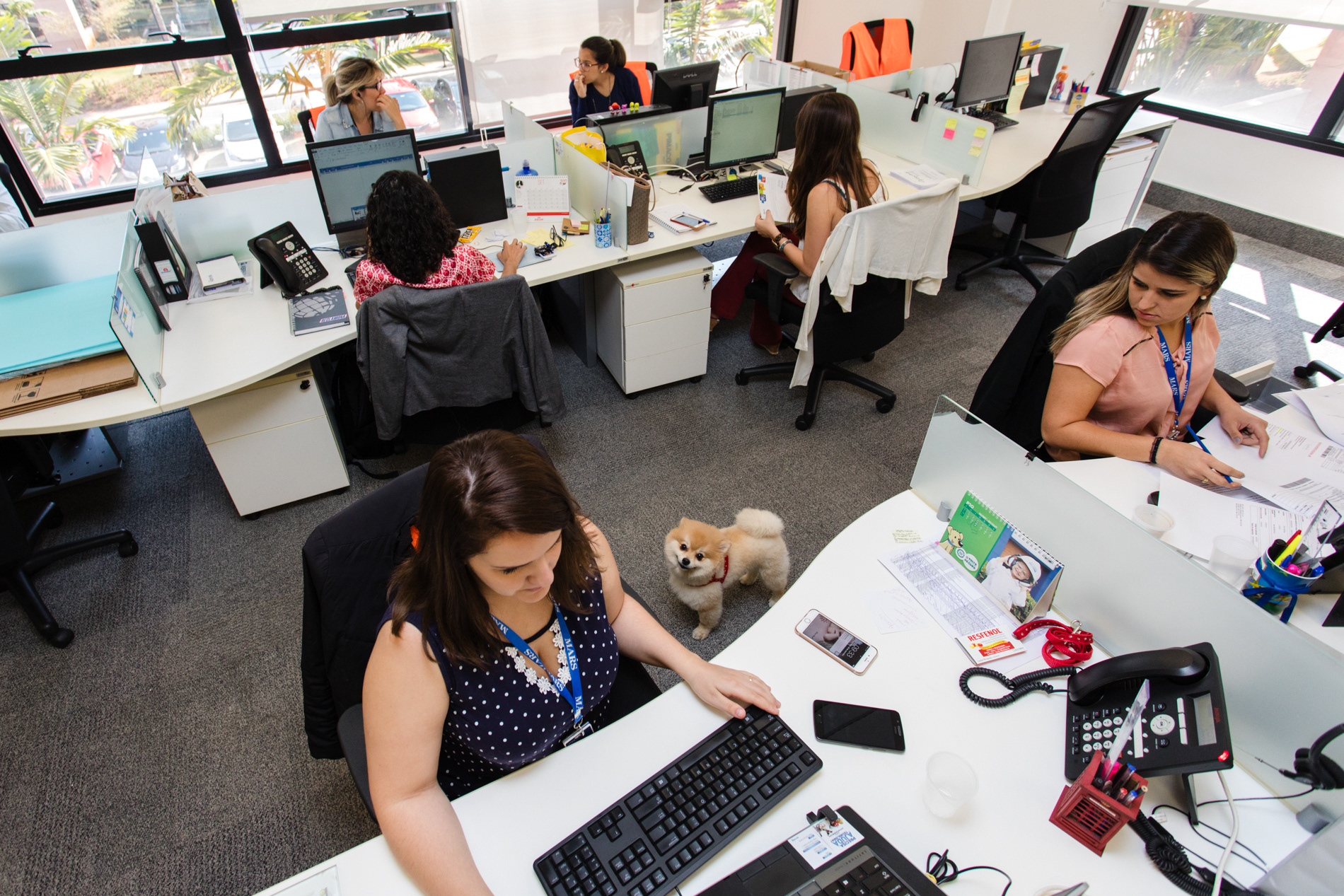 O cão Boris é visto nos corredores de um escritório em Campinas, no interior de São Paulo. A política da empresa permite que funcionários levem seus animais de estimação para o ambiente de trabalho