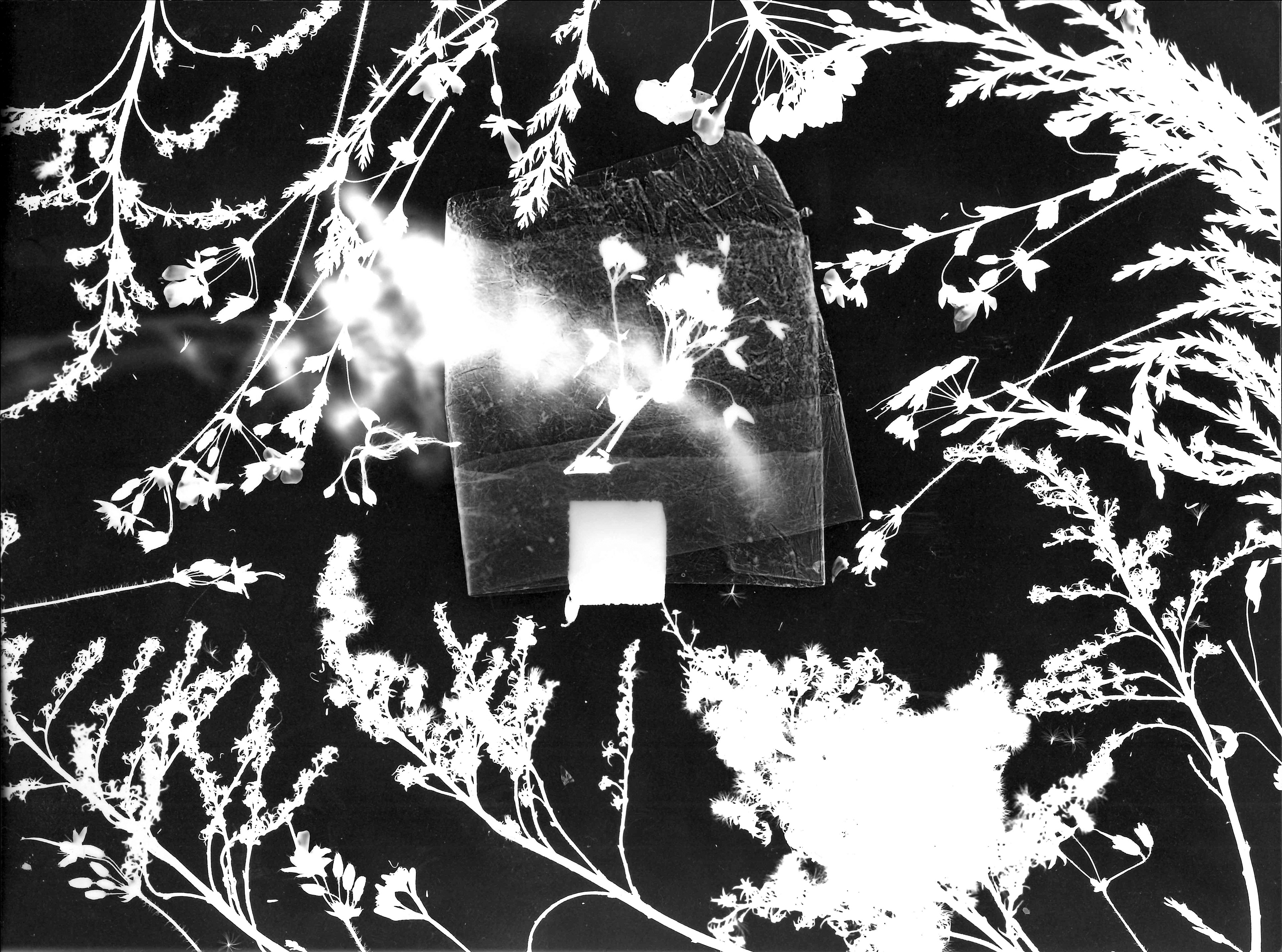 Associations I. - photogram (2024)