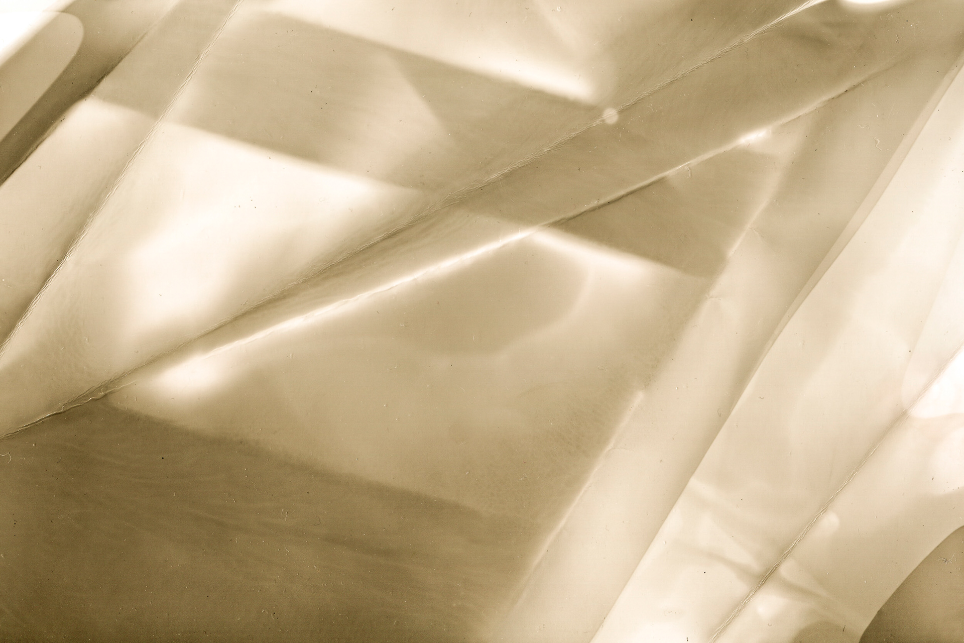 Fotogram - developed with rosemary tea (2024)