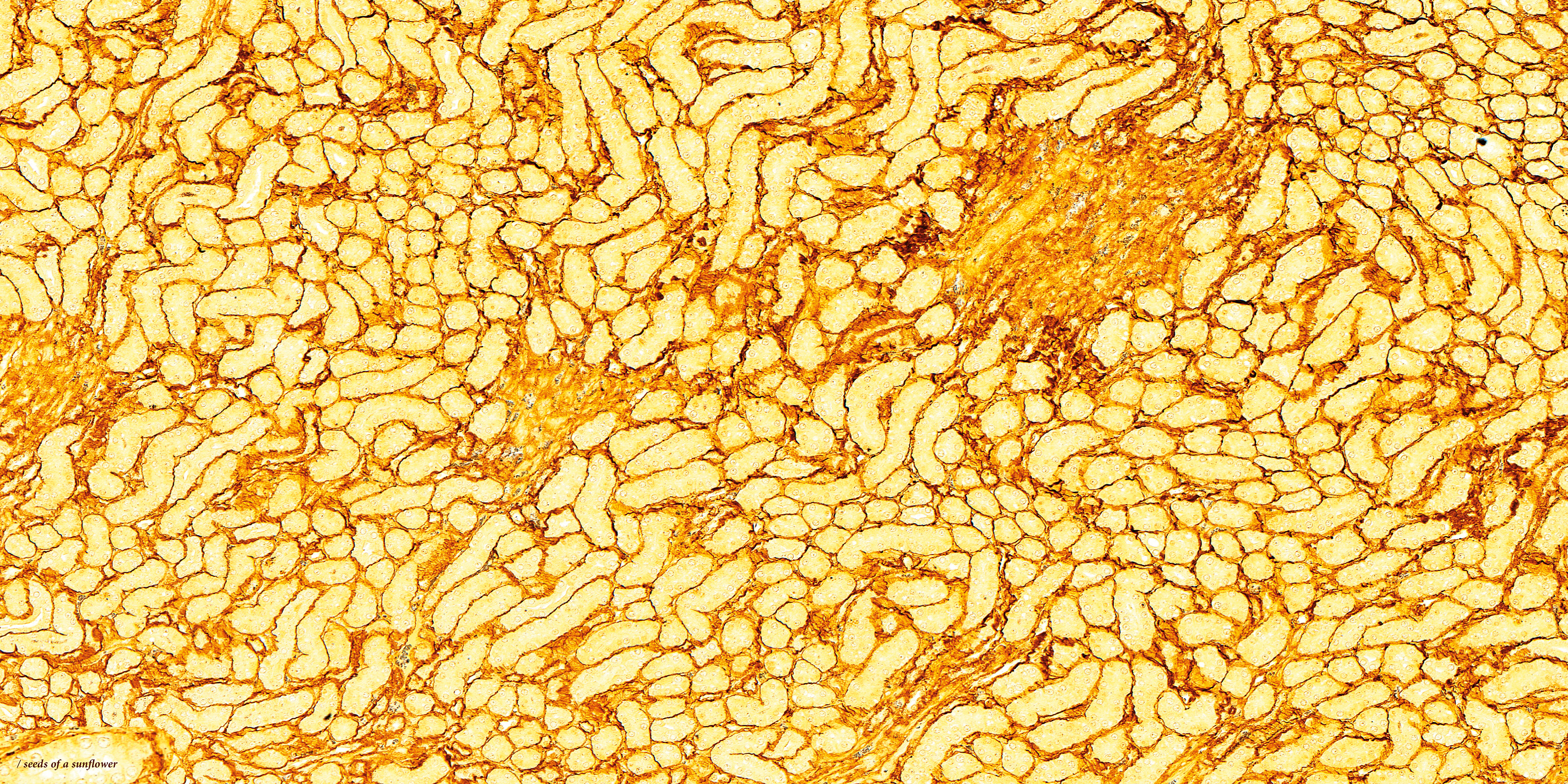 / seeds of a sunflower