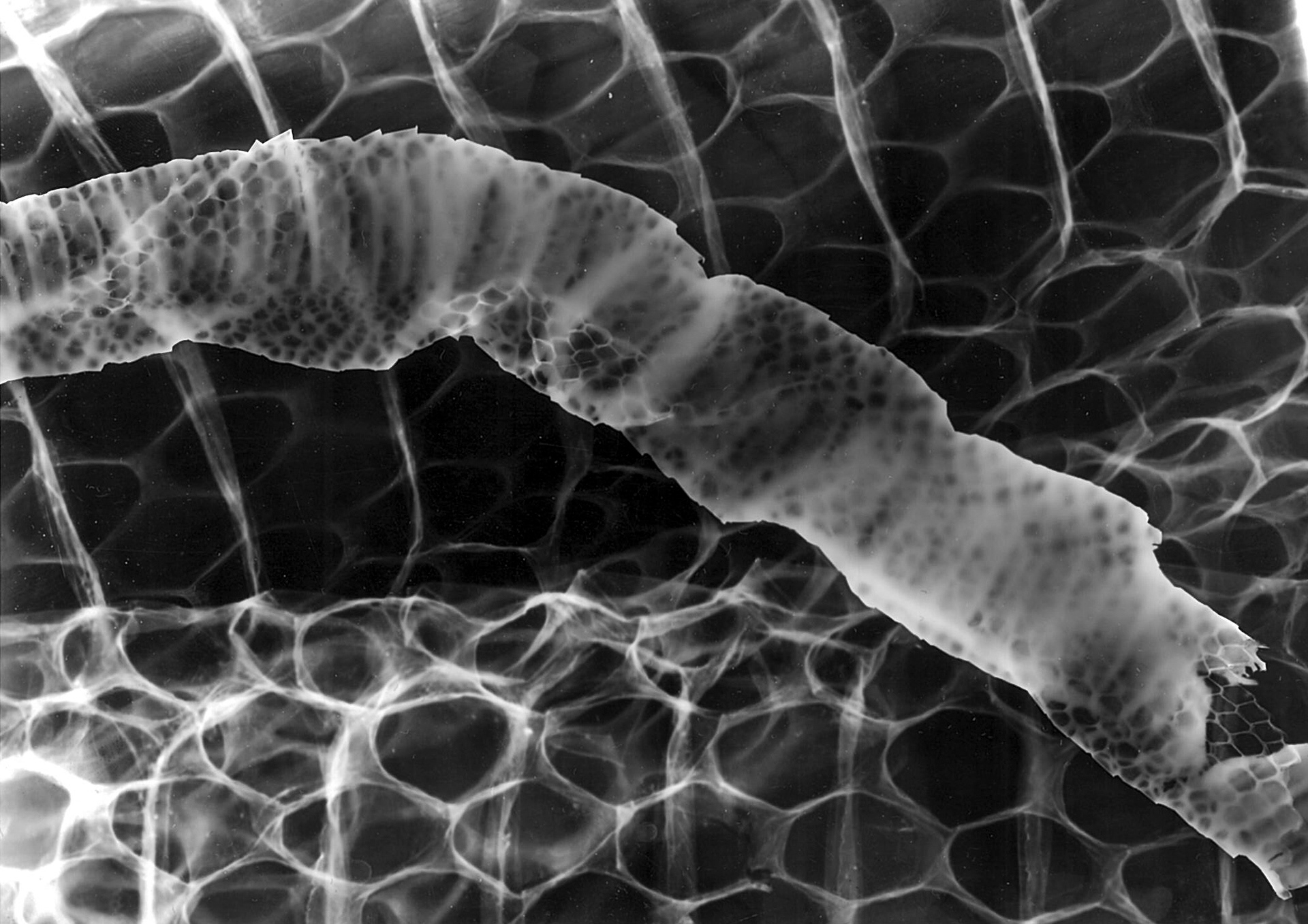 Snake I. - photogram developed with caffenol (2024)