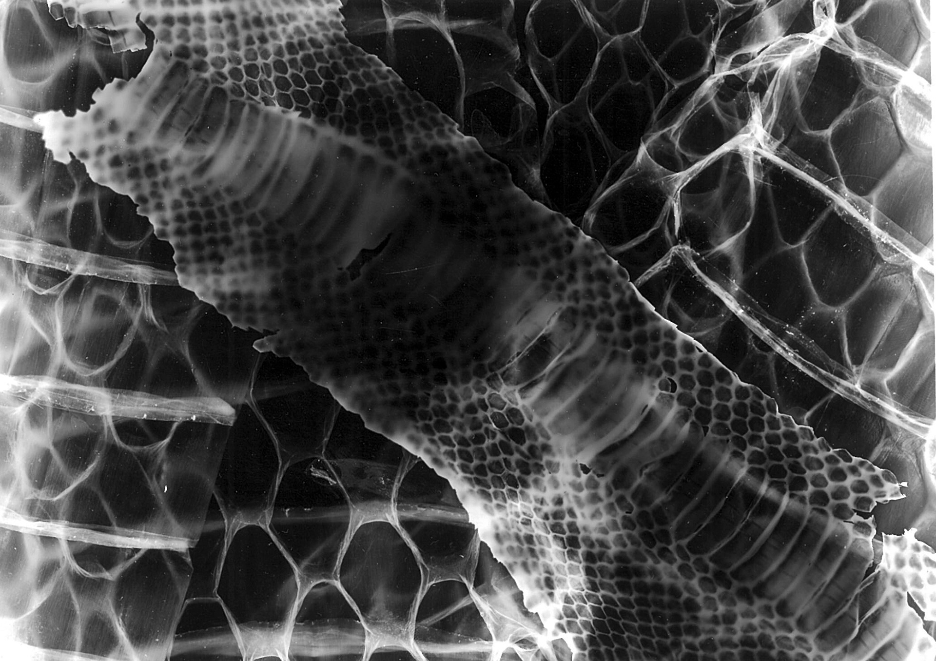 Snake III. - photogram developed with caffenol (2024)