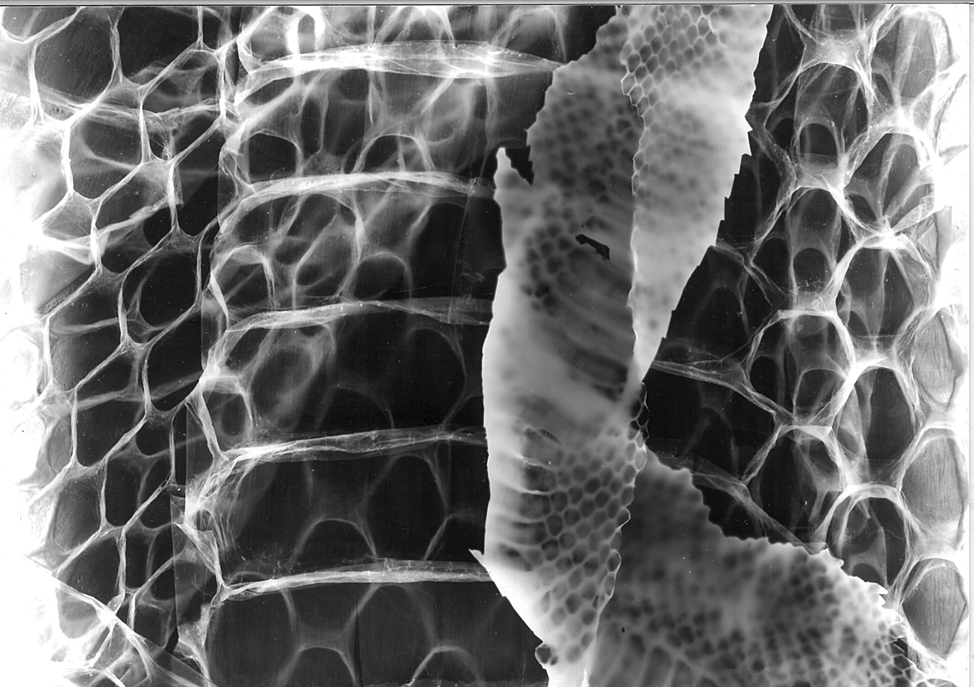Snake II. - photogram developed with caffenol (2024)