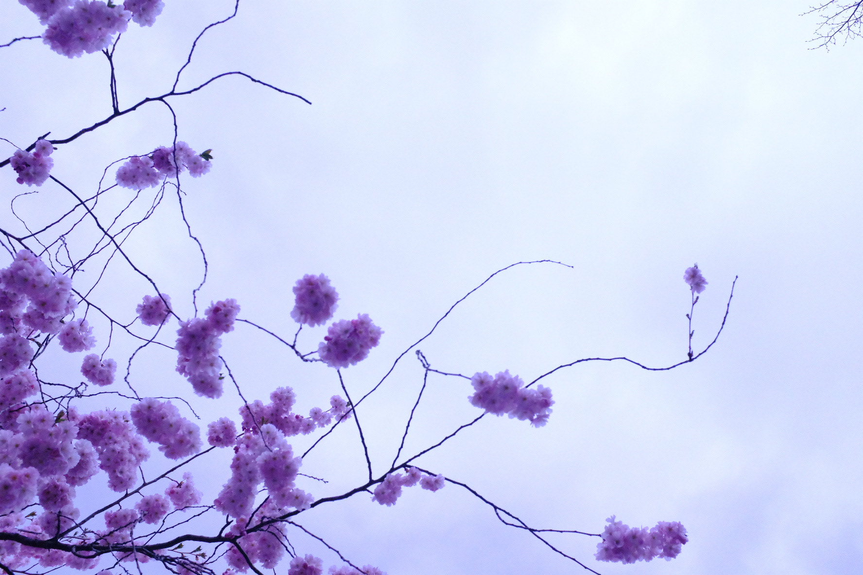 Cherry blossom 01