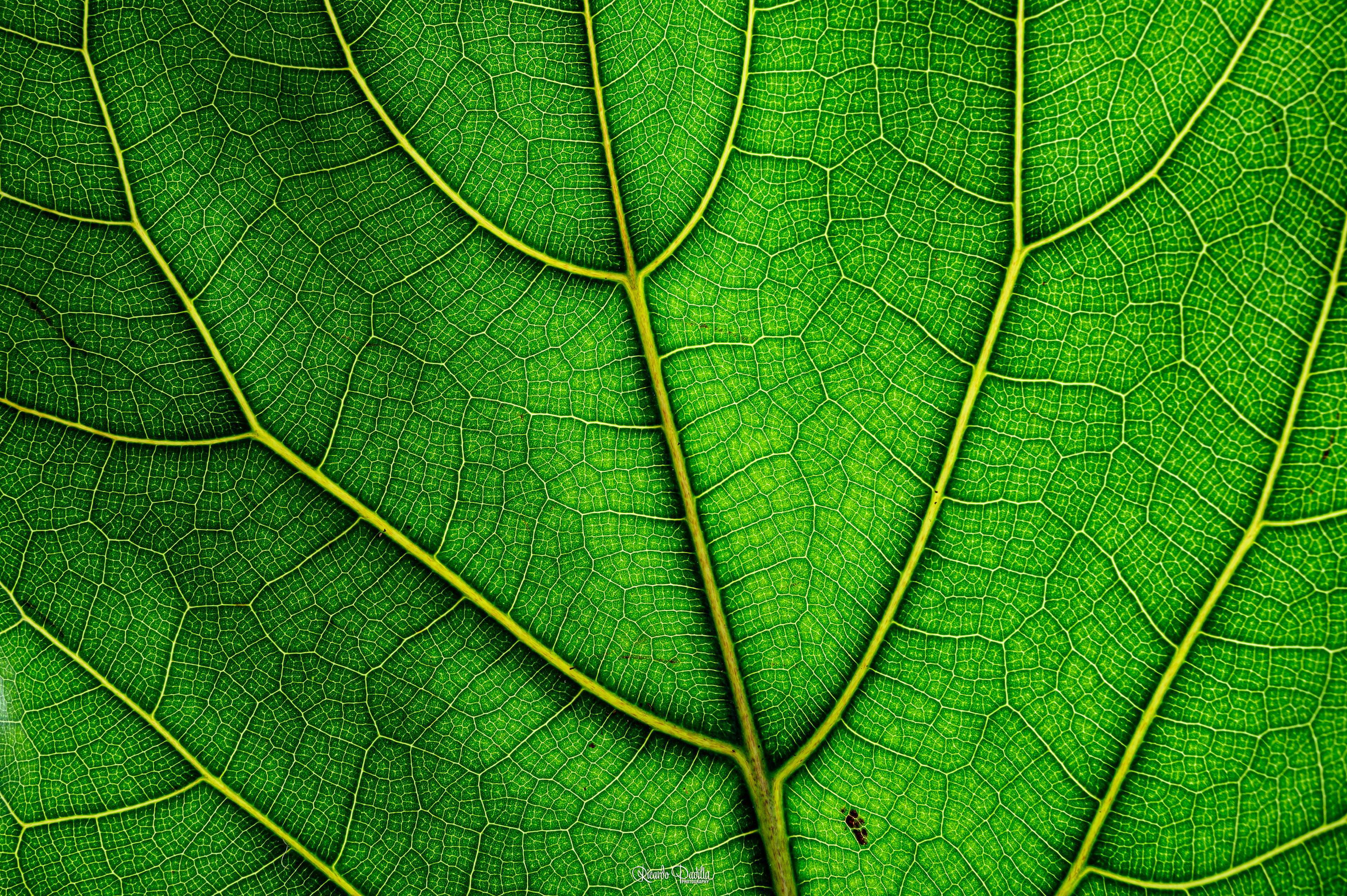 Ficus
