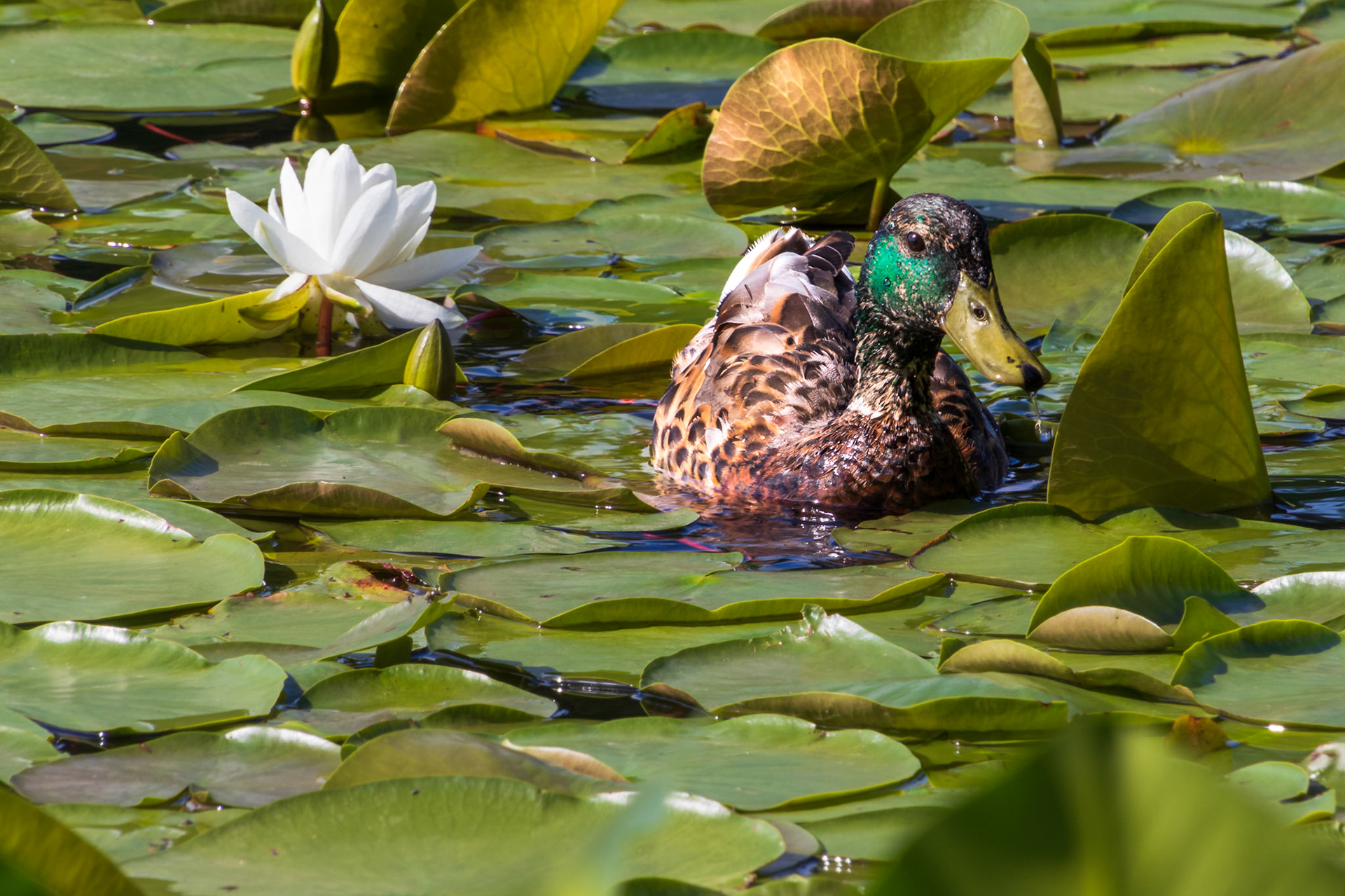 Mallard among Lilies