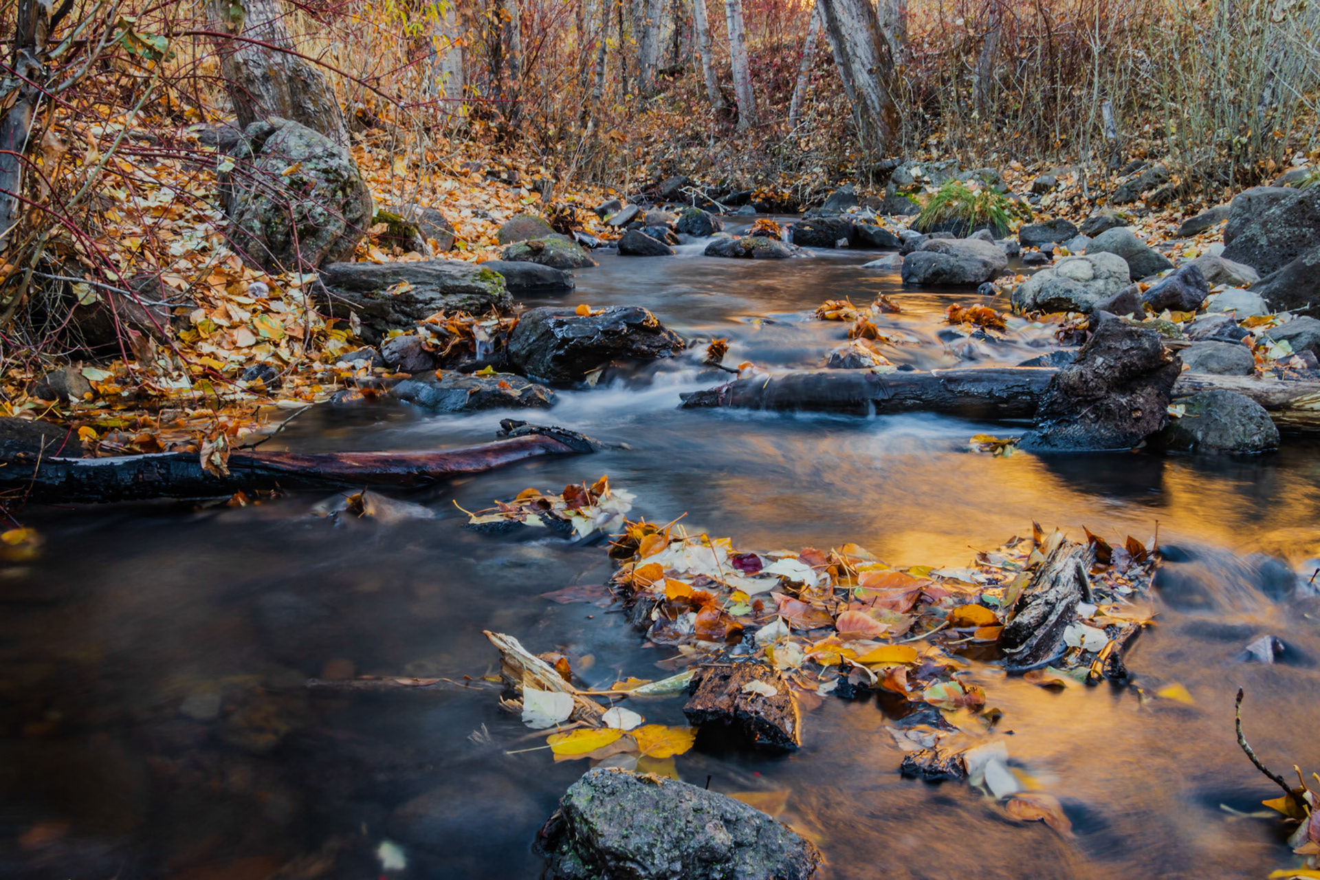 Fall Leaves