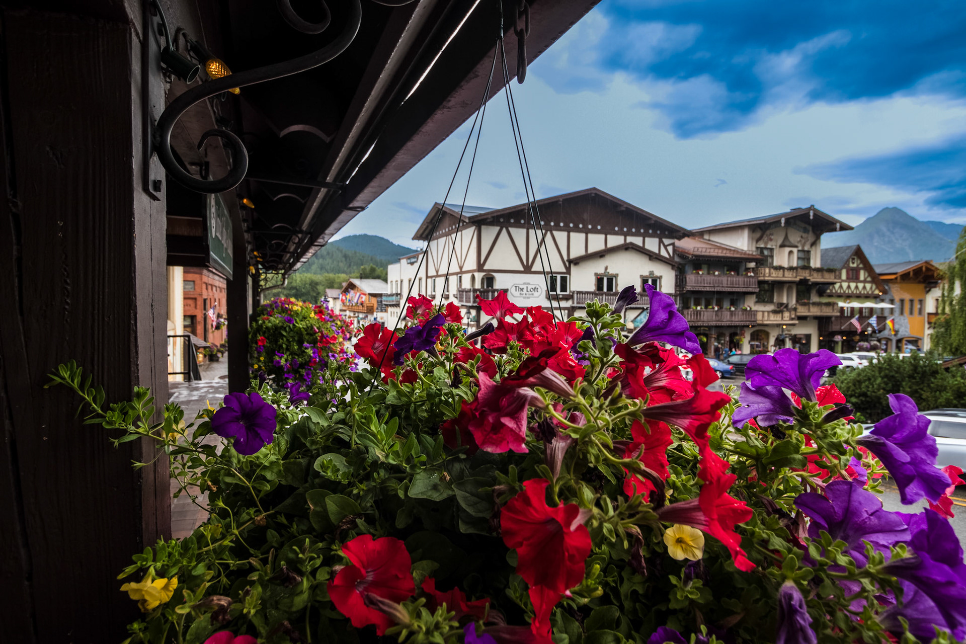 Hanging Baskets