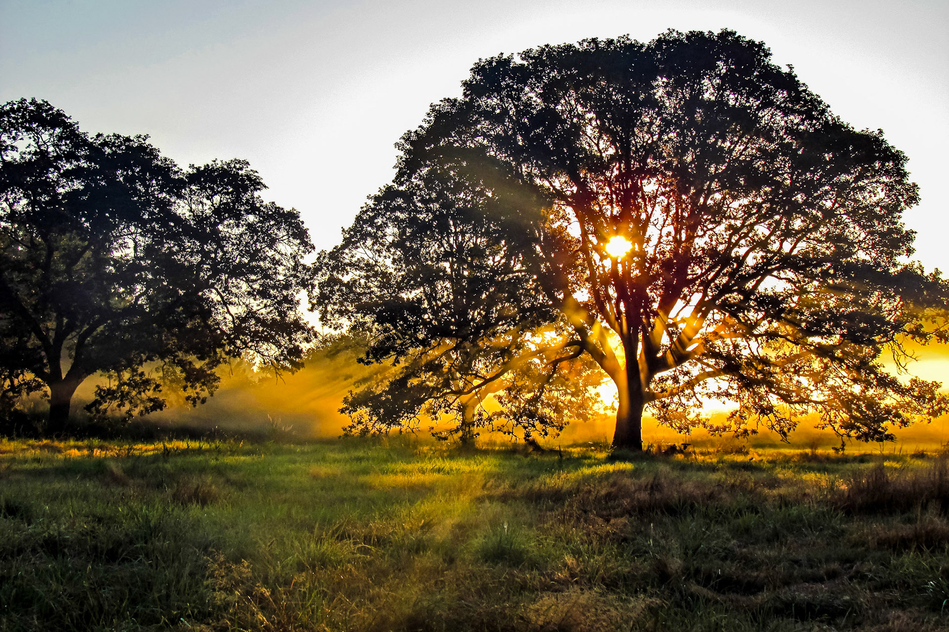Sunrise through the oak tree