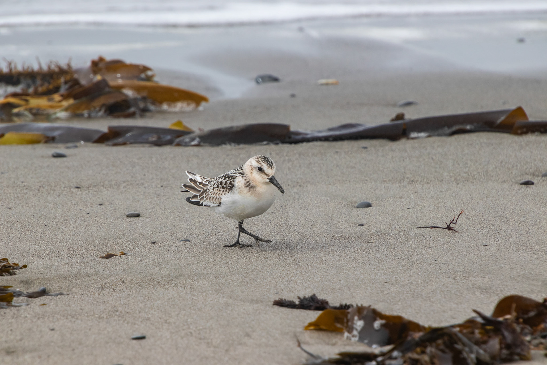 Sandpiper Pose