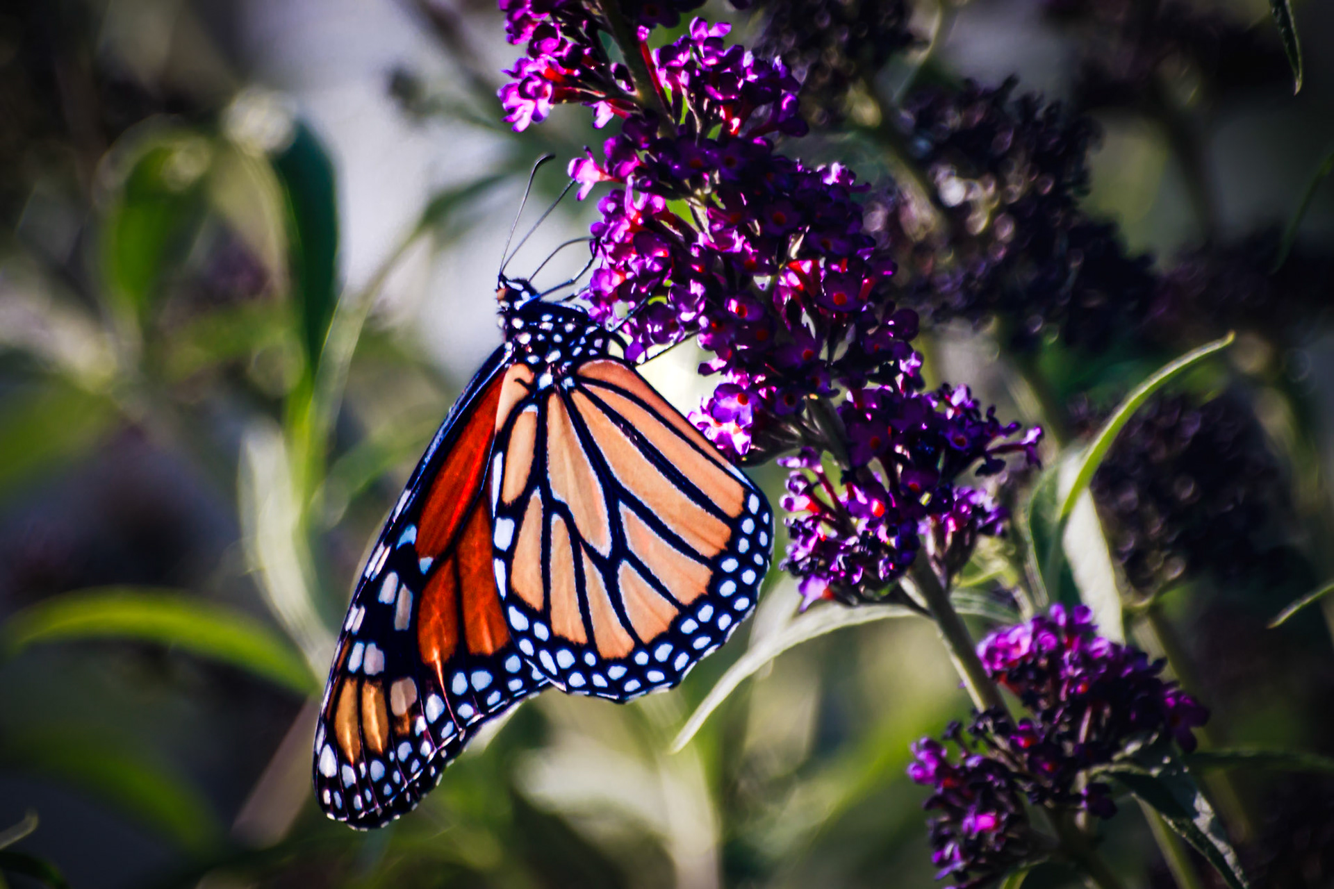 Butterfly Bush