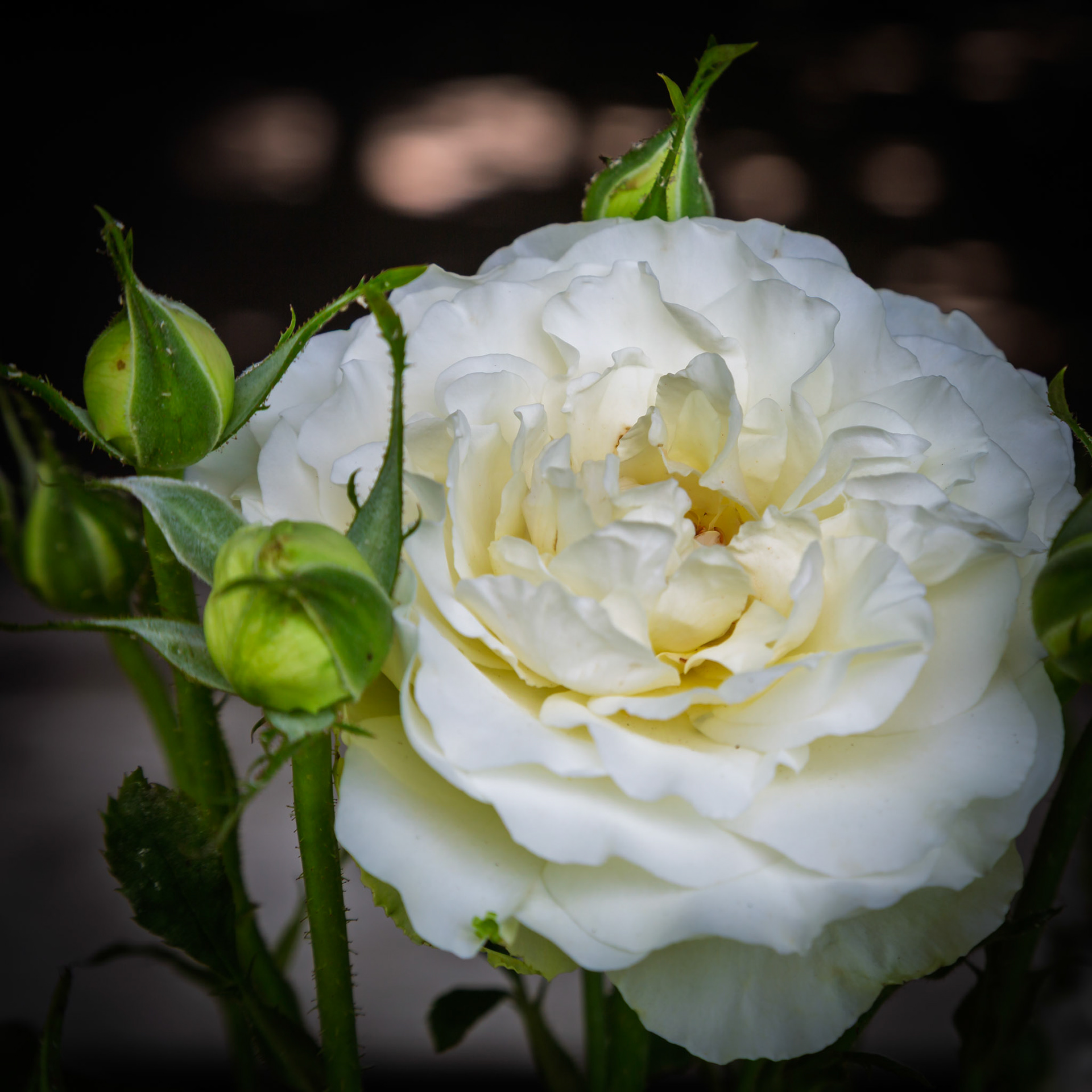 Serene white