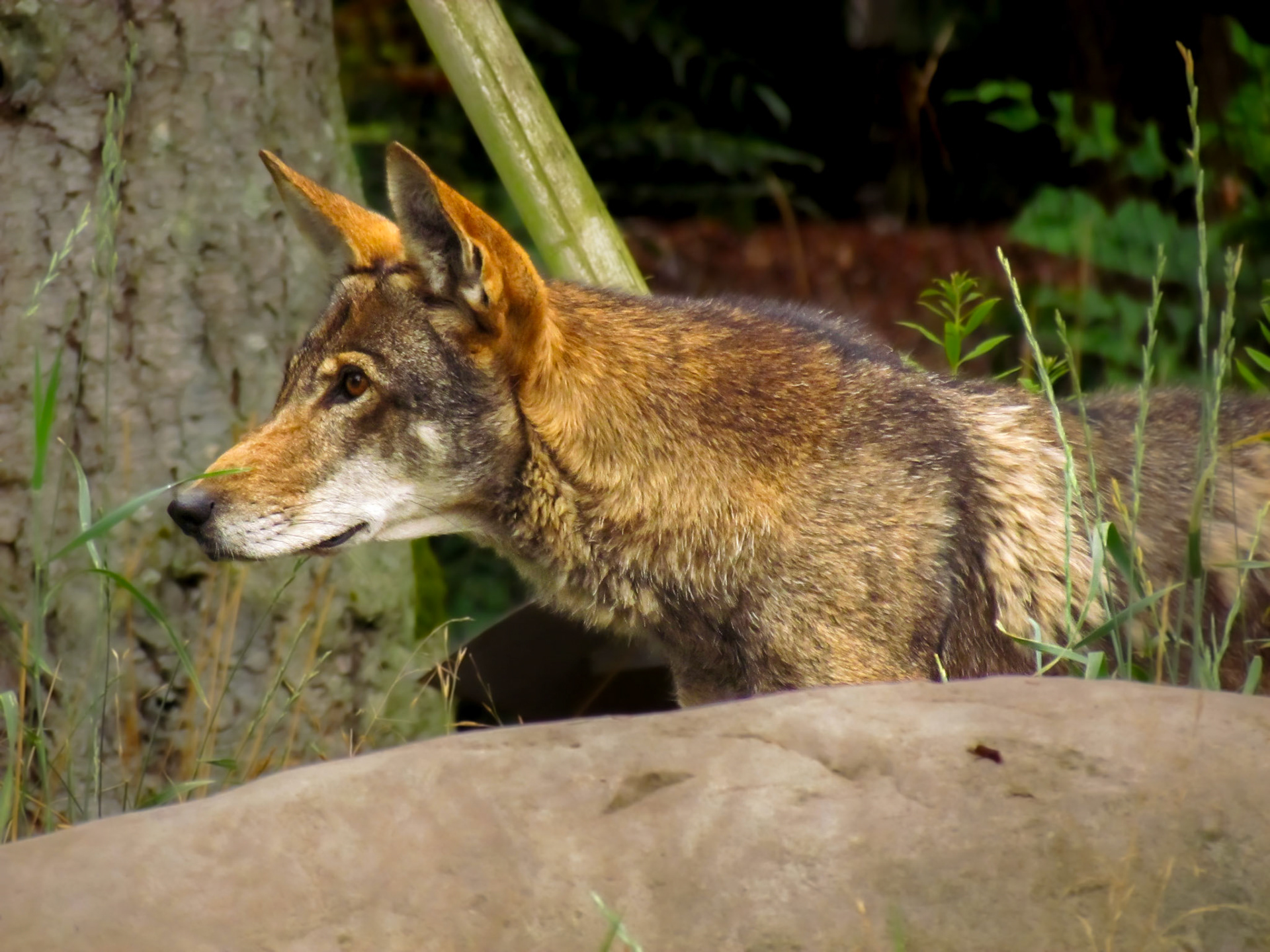 Timber Wolf