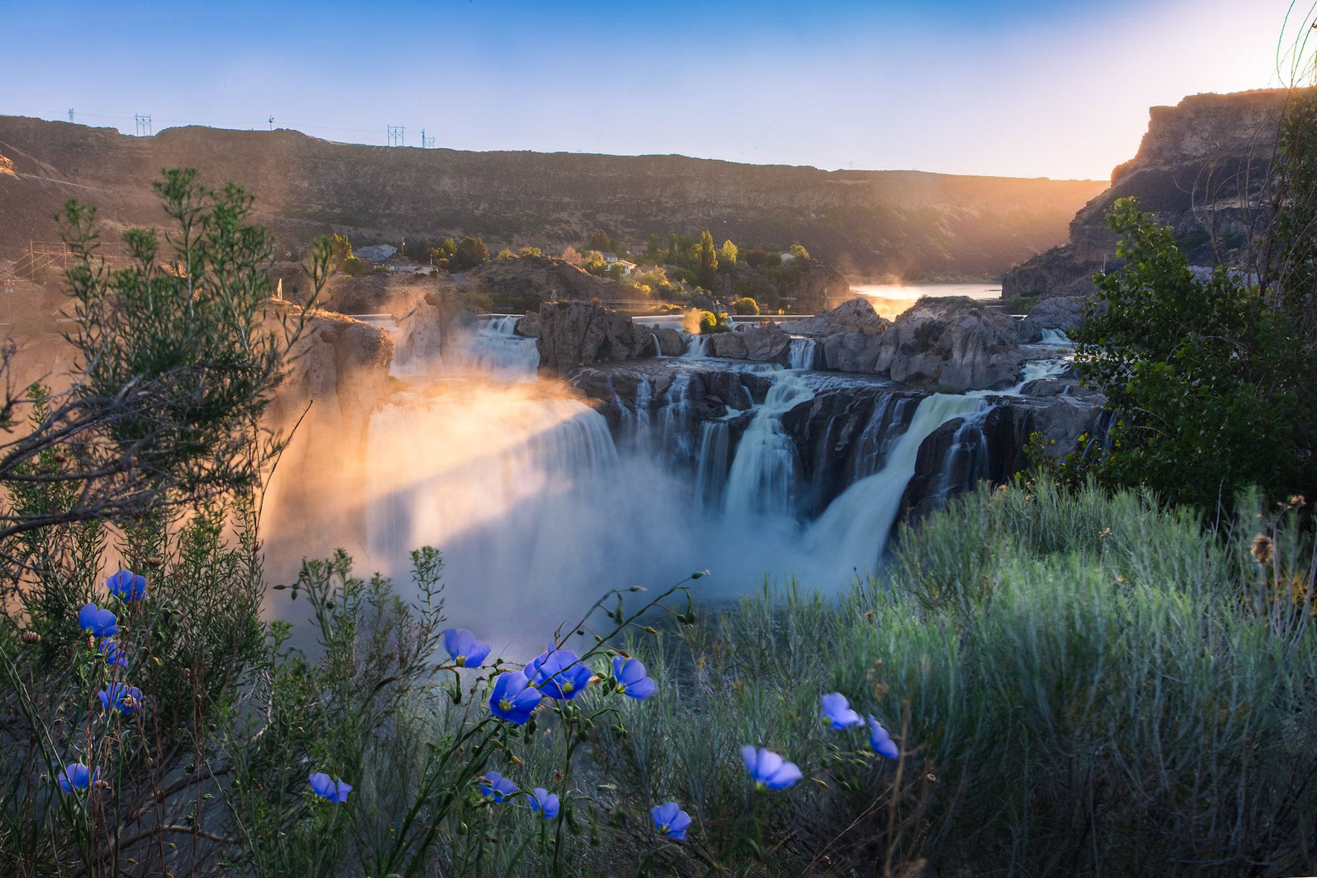 Blue flax at Shoshone Falls #2