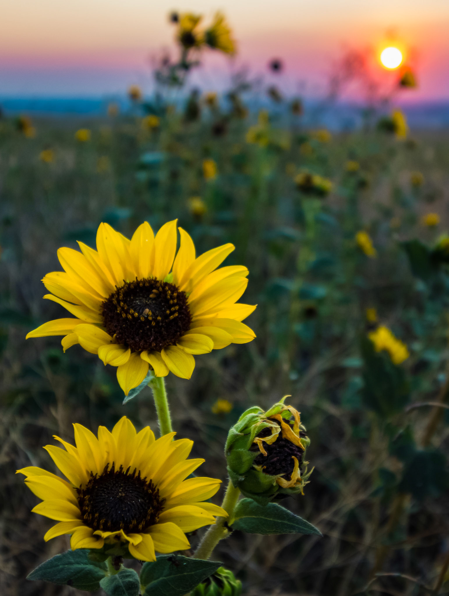 Wild Sunflowers #2