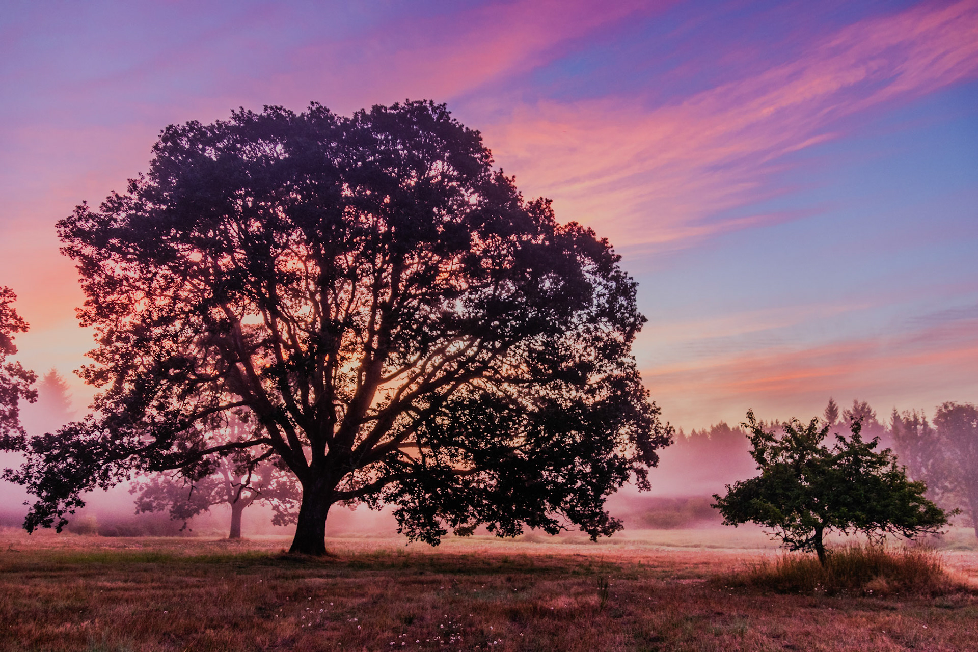 Garry Oak Sunrise