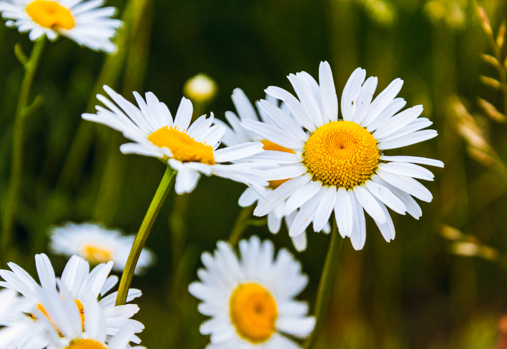 Daisies