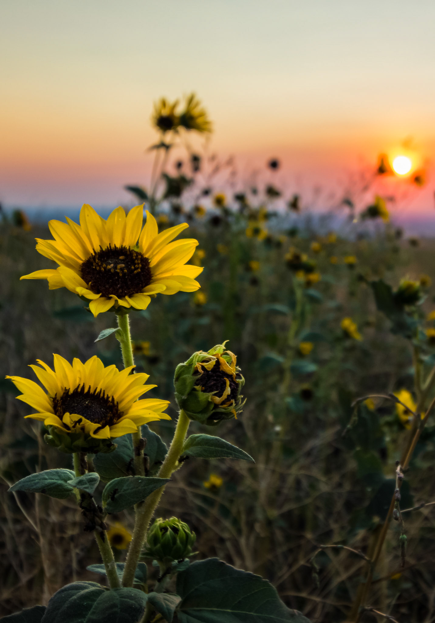 Wild Sunflowers