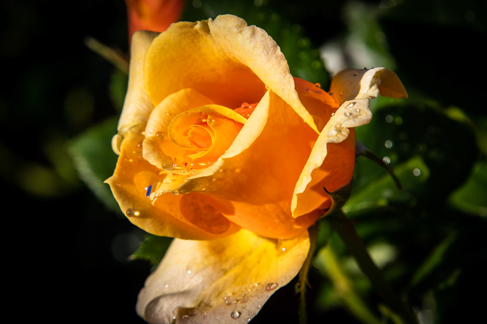 Yellow Rose #3