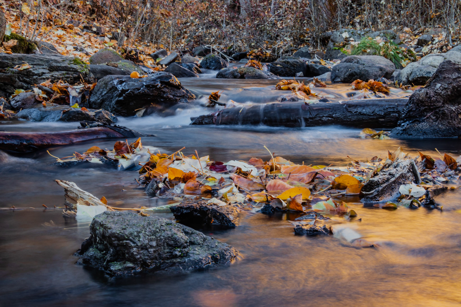 Falls leaves on Rock Creek