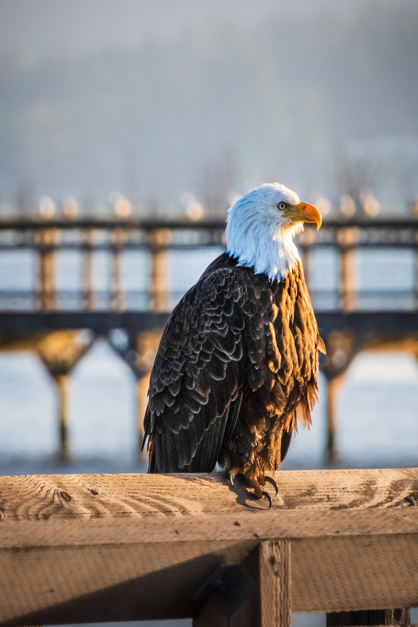 Perched on the Boardwalk #2