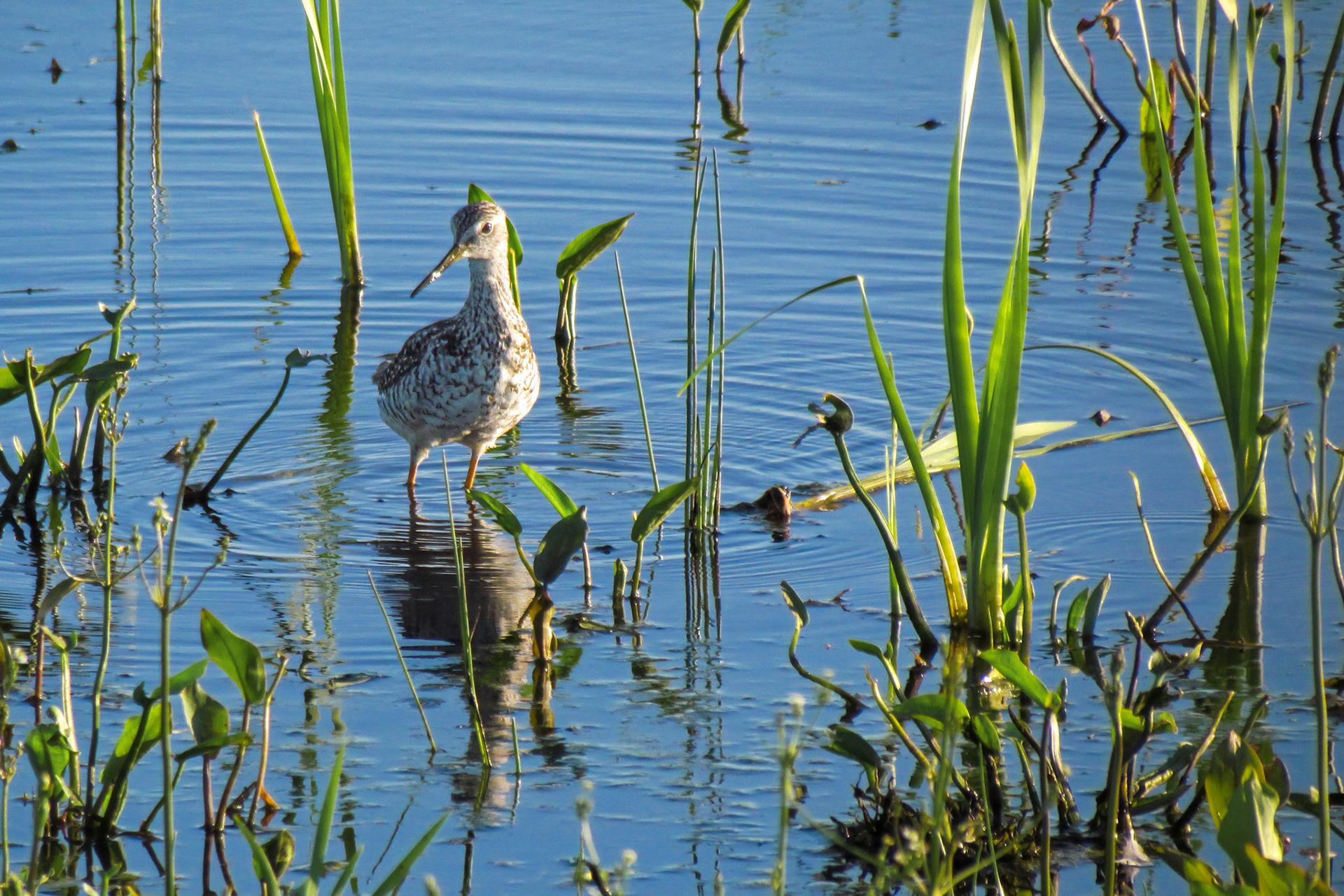 Hunting for Breakfast