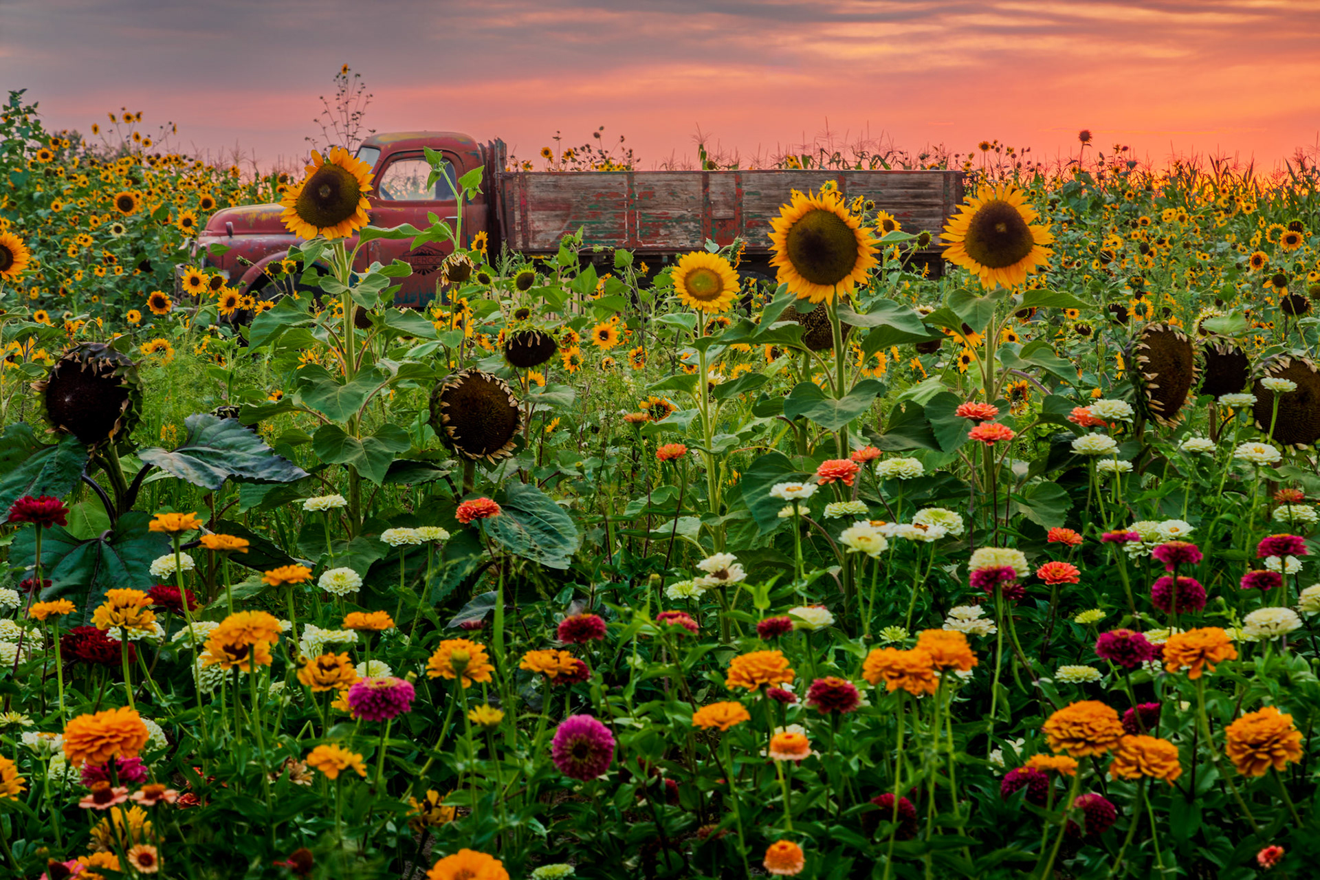 Dahlias and Sunflowers at Blue Rock Farm Market