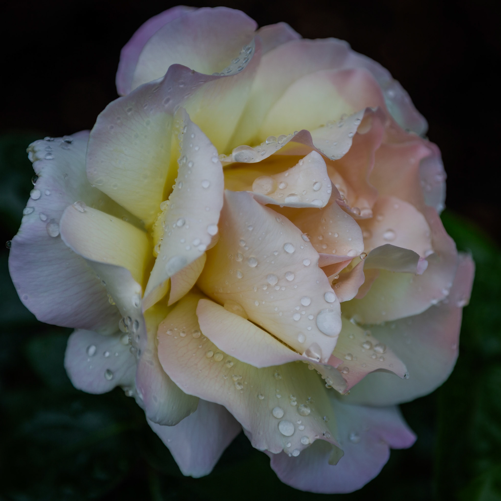 Champagne rose