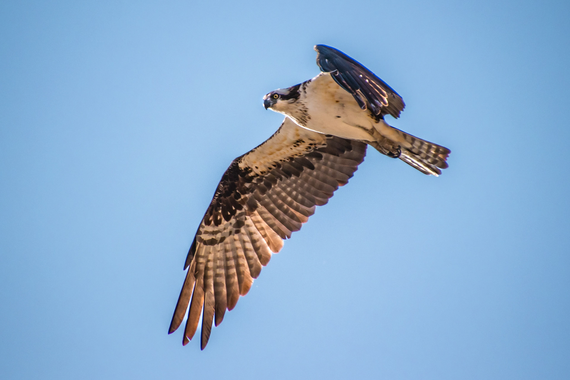 Soaring Osprey