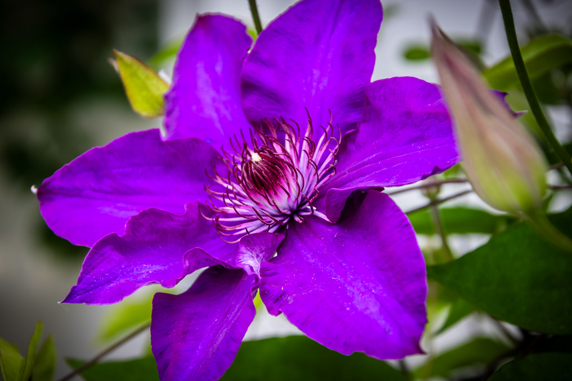 Clematis