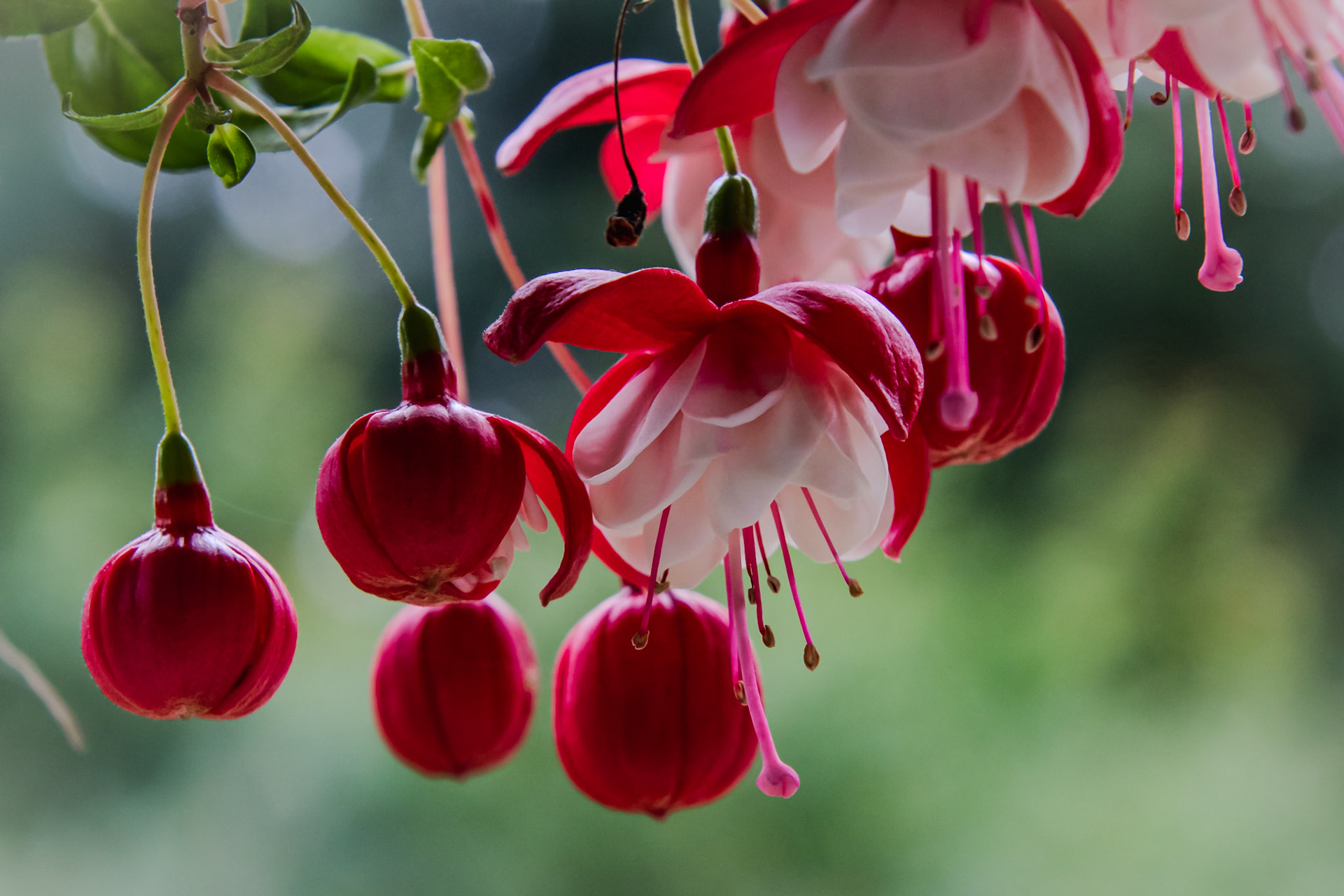 Fuschia