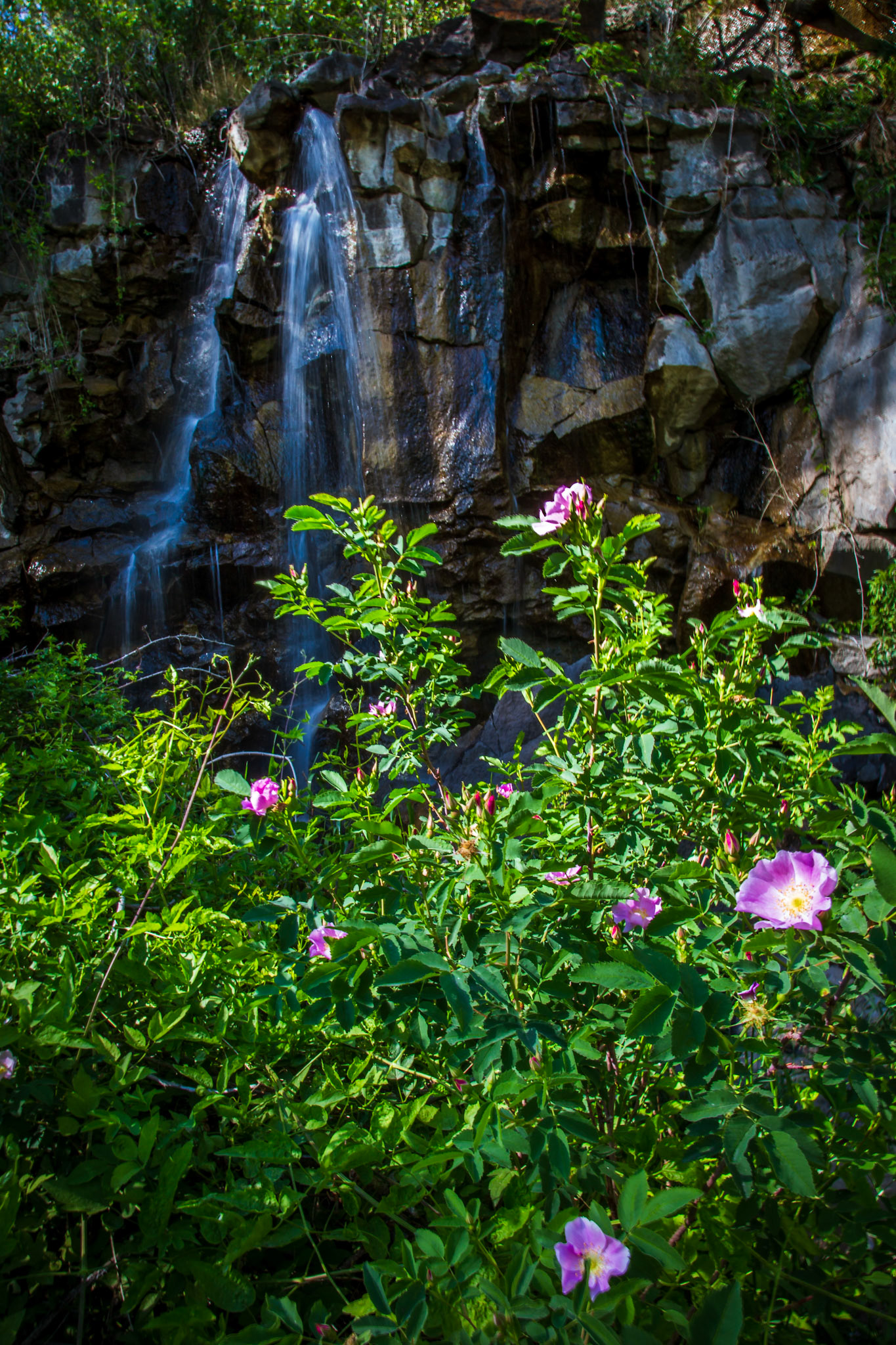 Wild Roses