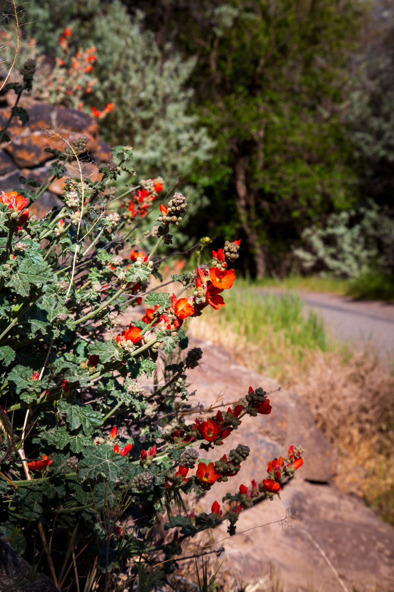 Globemallow