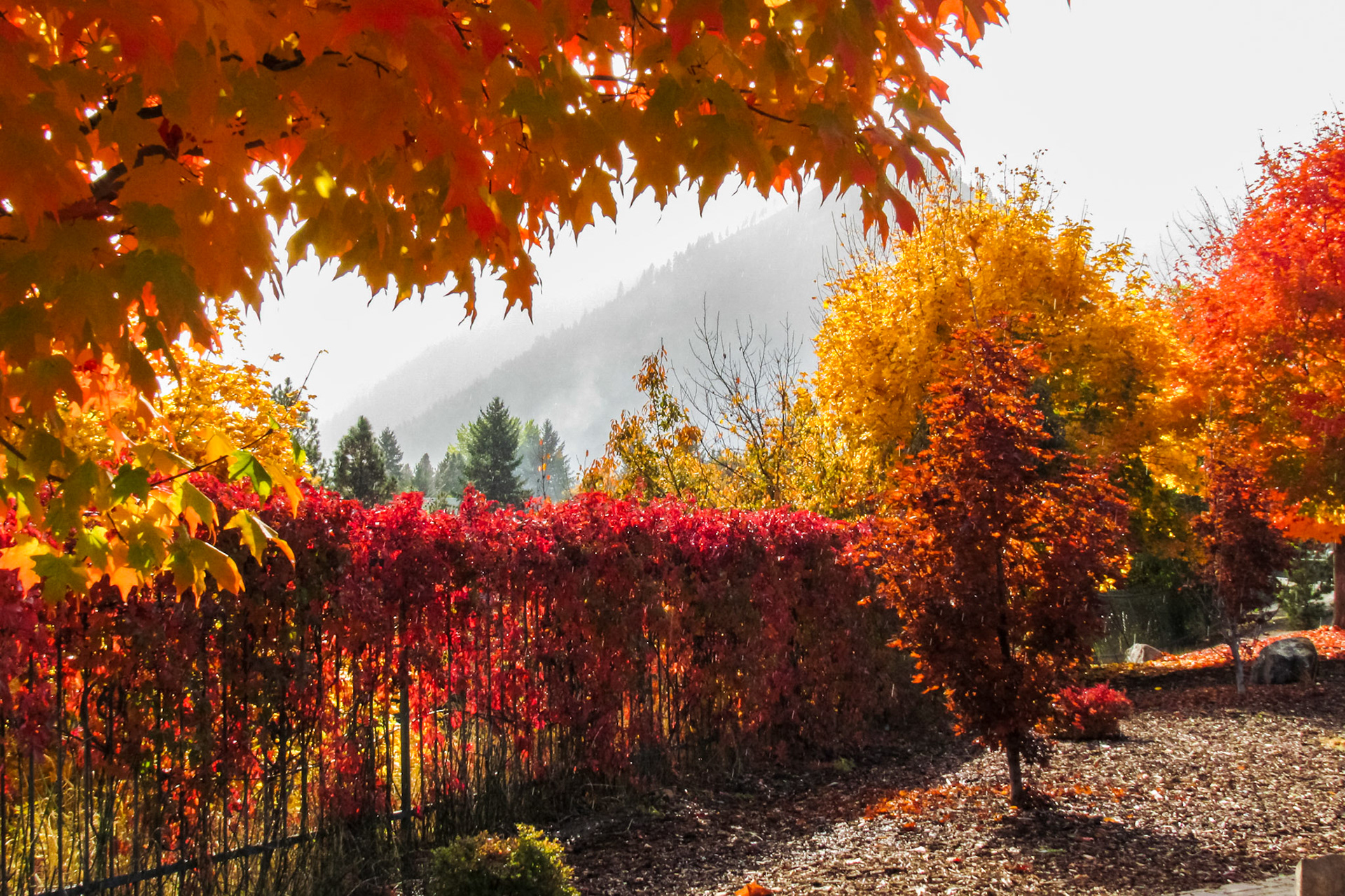 Fall Colors