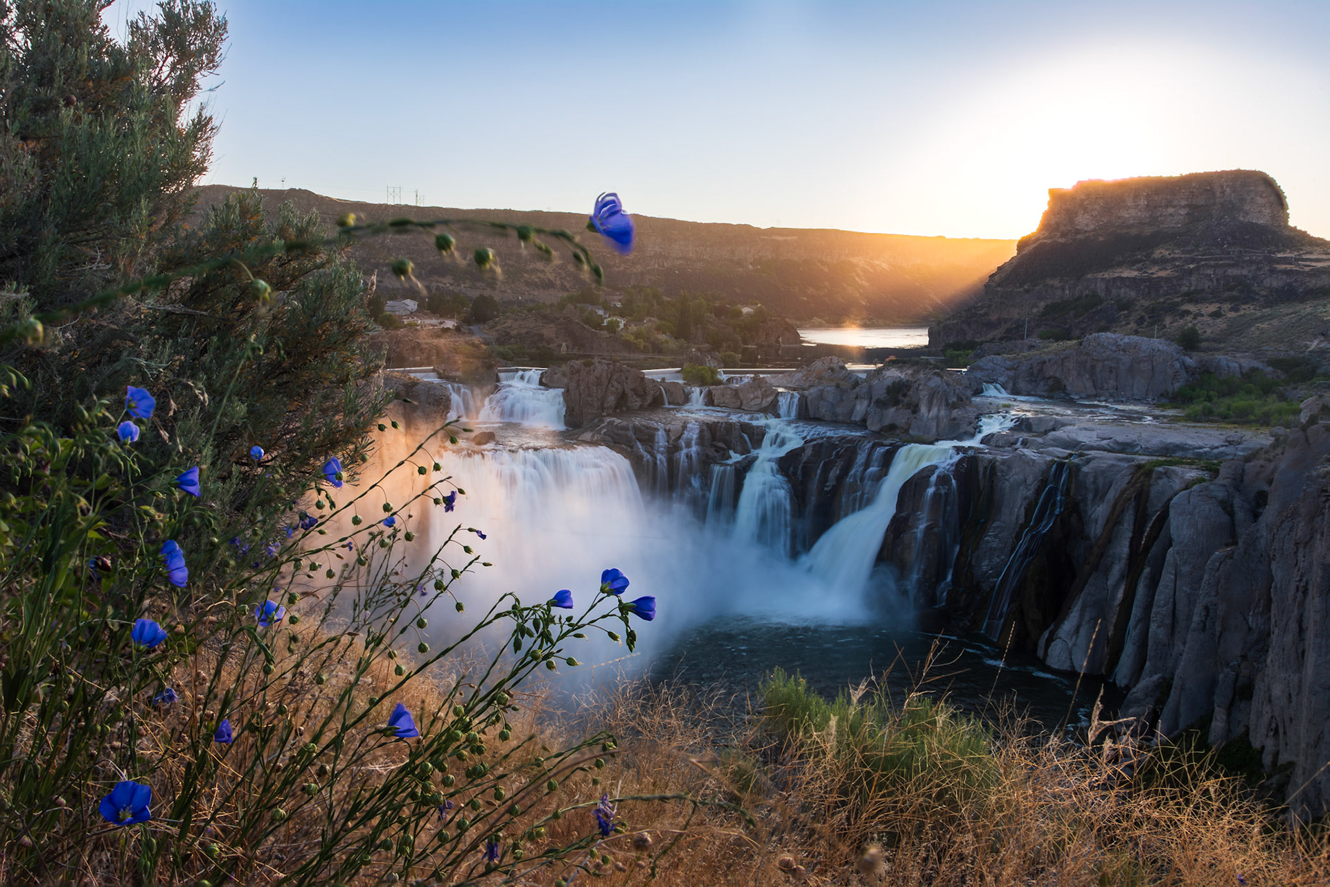 Blue flax at Shoshone Falls