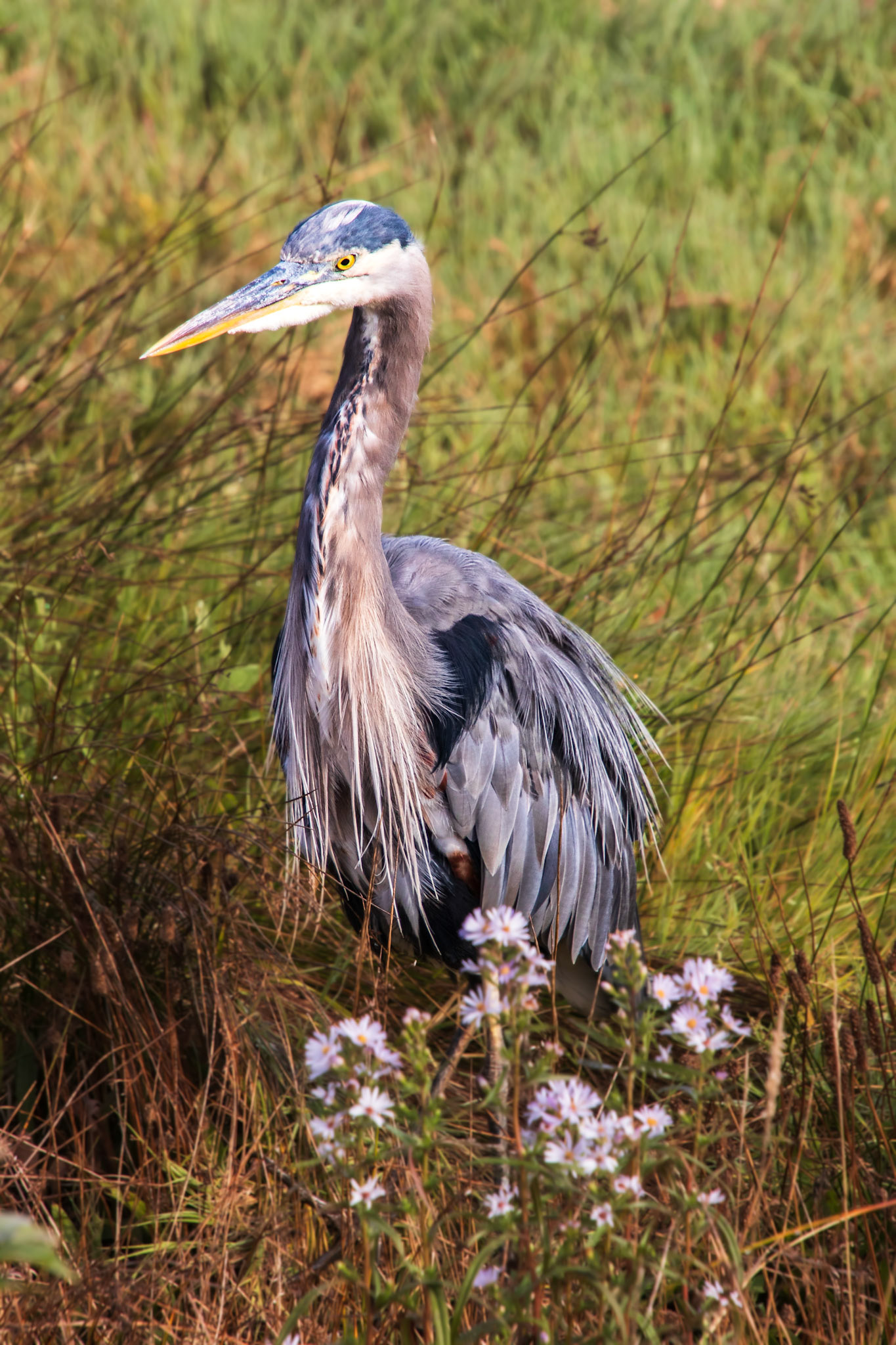 Posing with Wildflowers