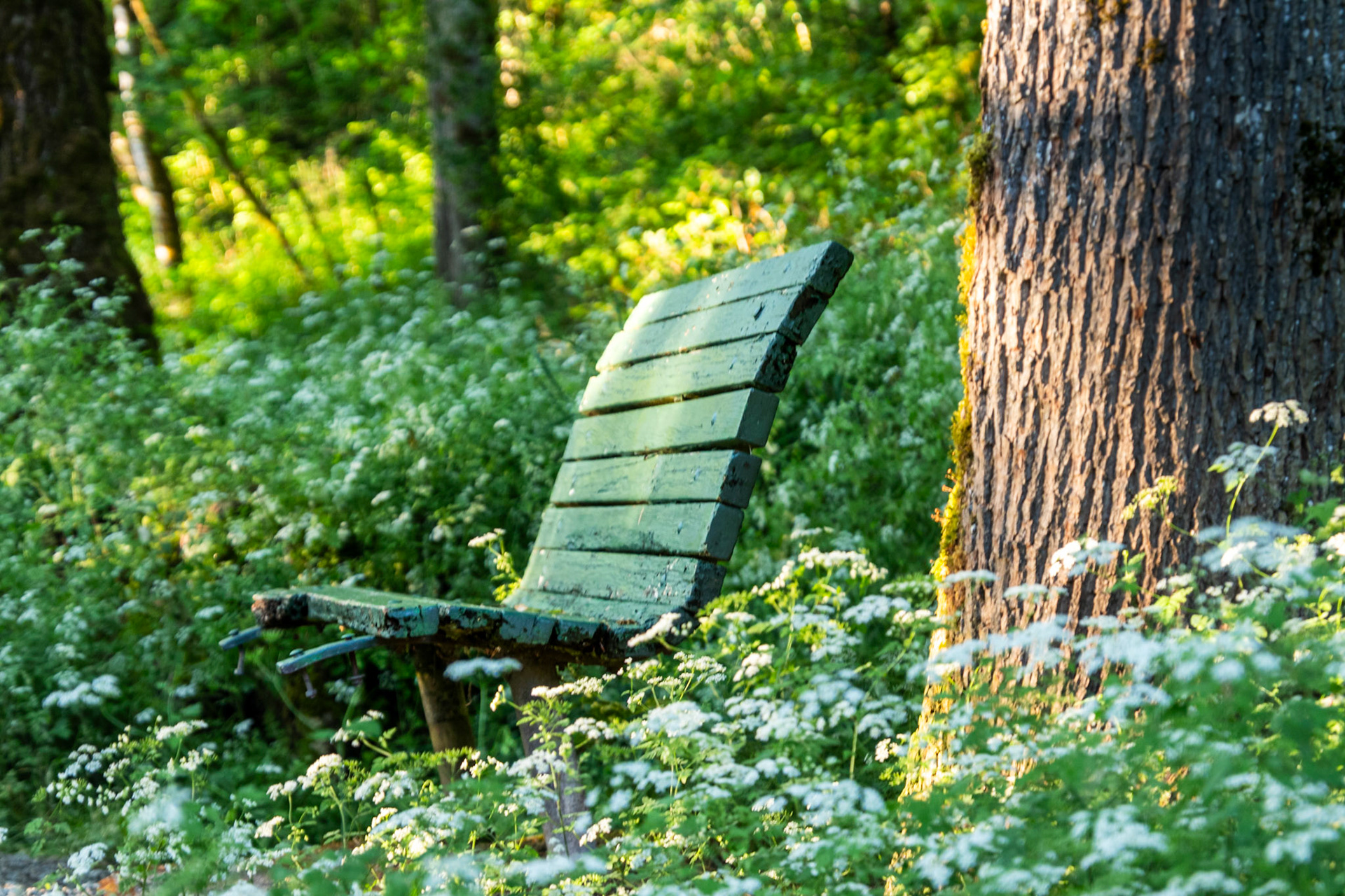 Summer Afternoon Rest