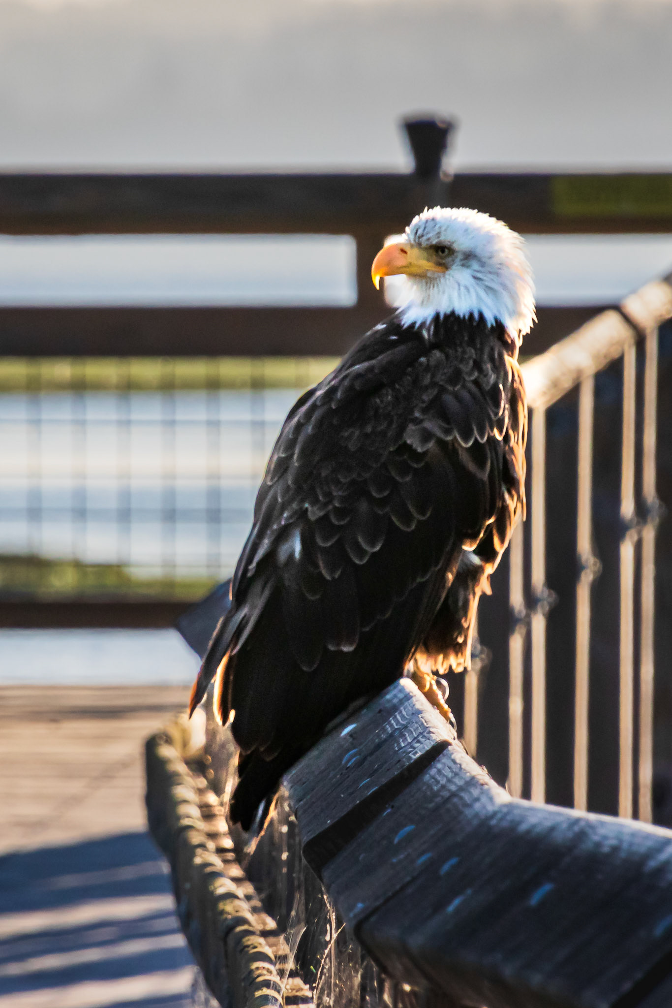 Perched on the Boardwalk #3