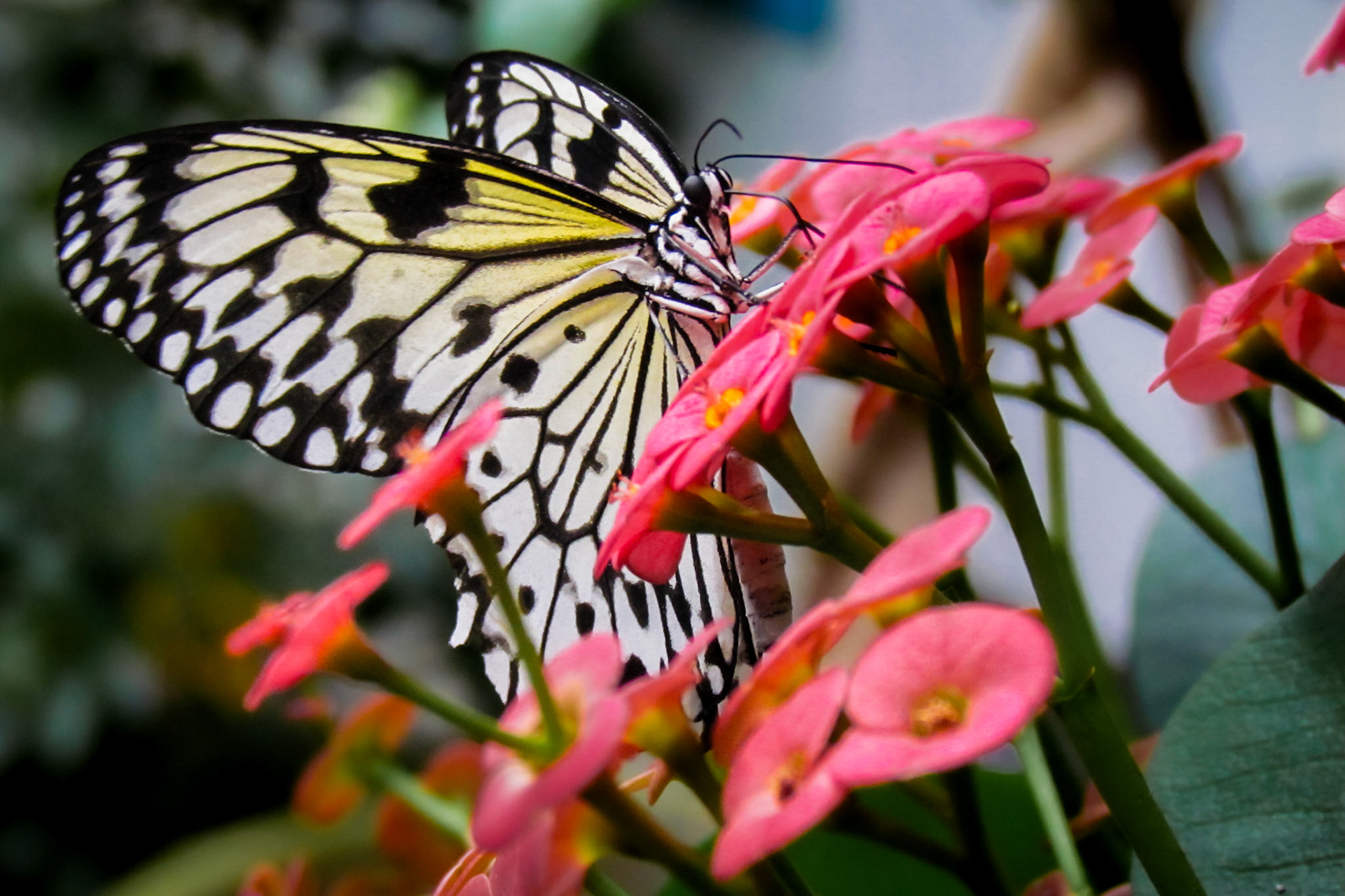 Monarch