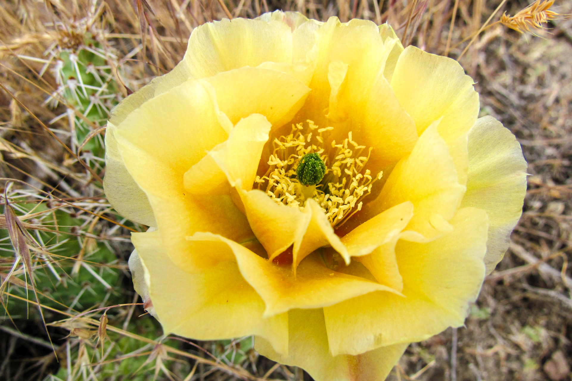 Cactus Flower