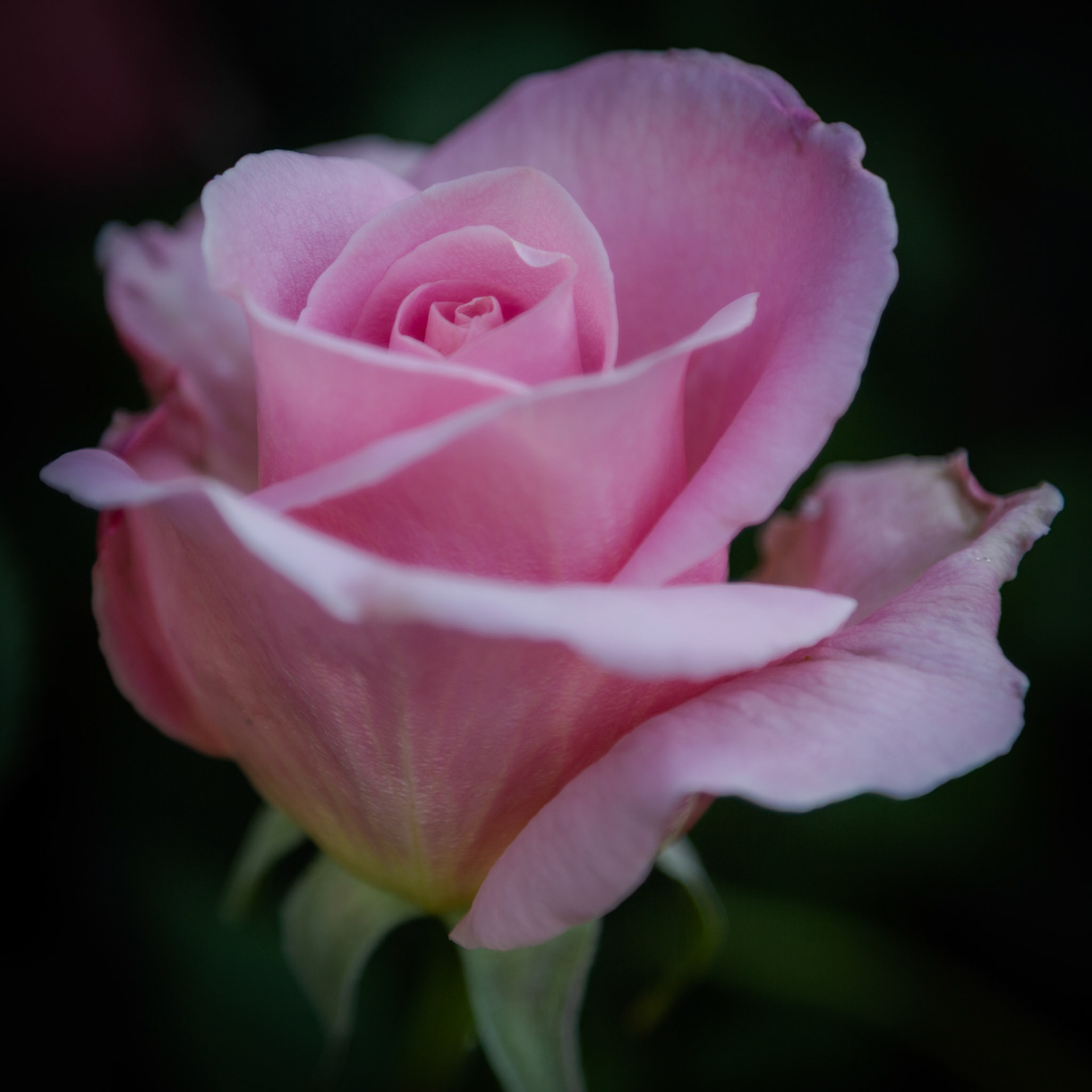 Pink rose
