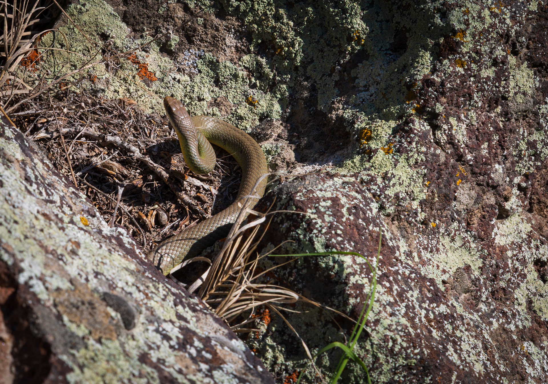 North American racer