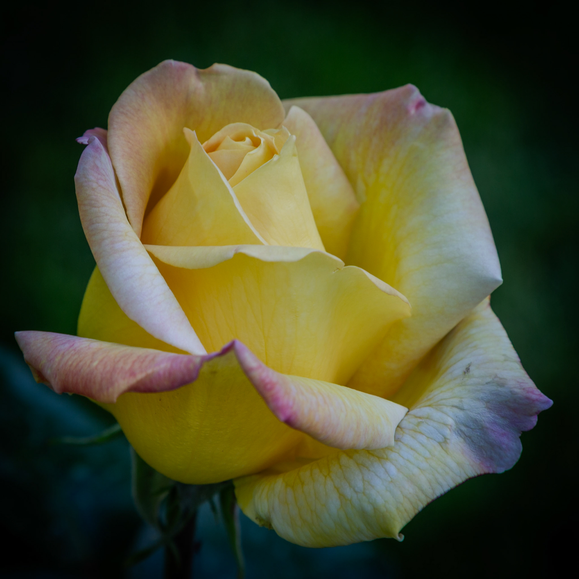 Yellow rose