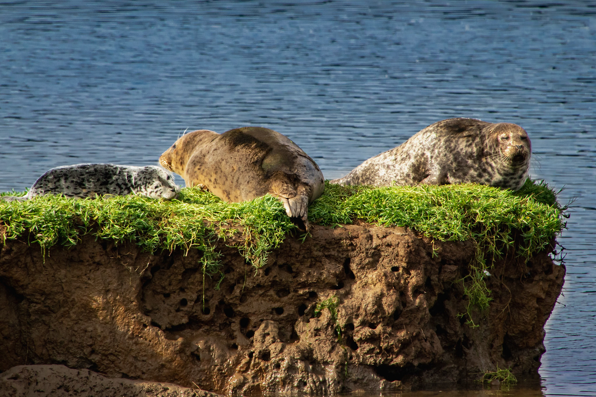 Family sunbathing